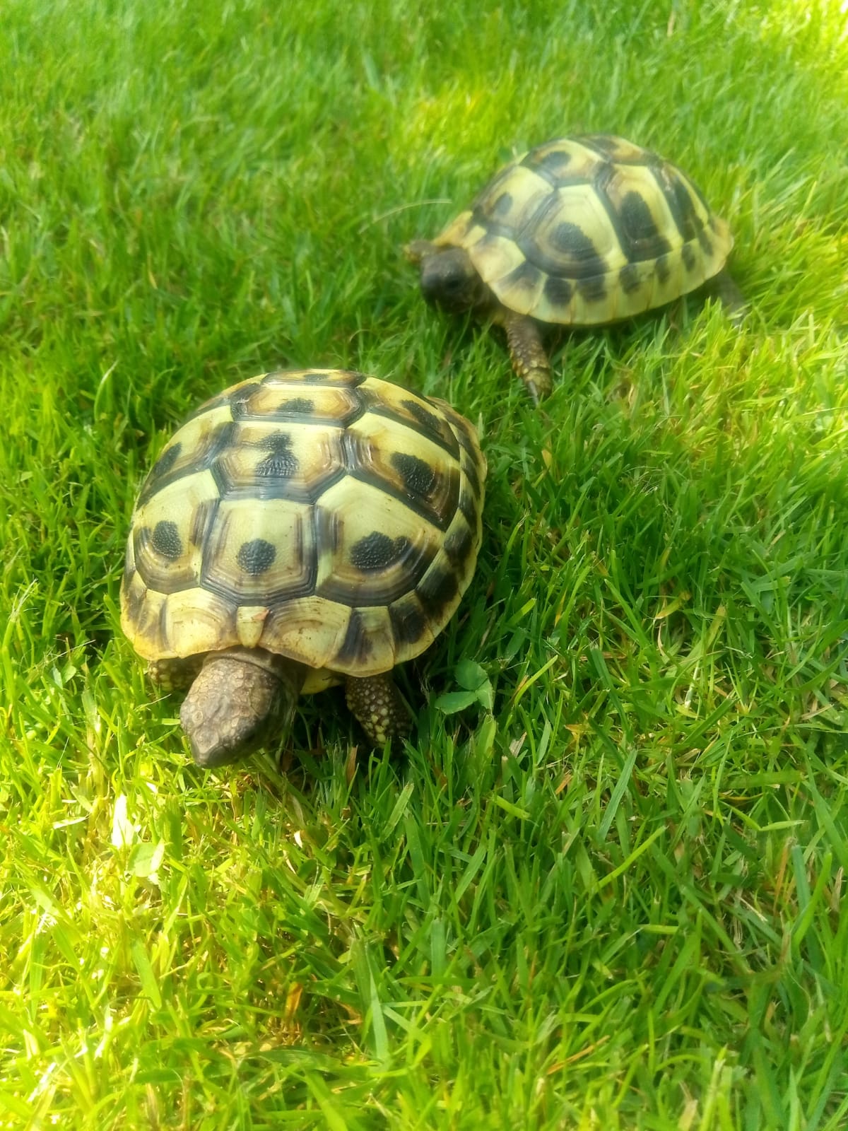 Griechische Landschildkröten