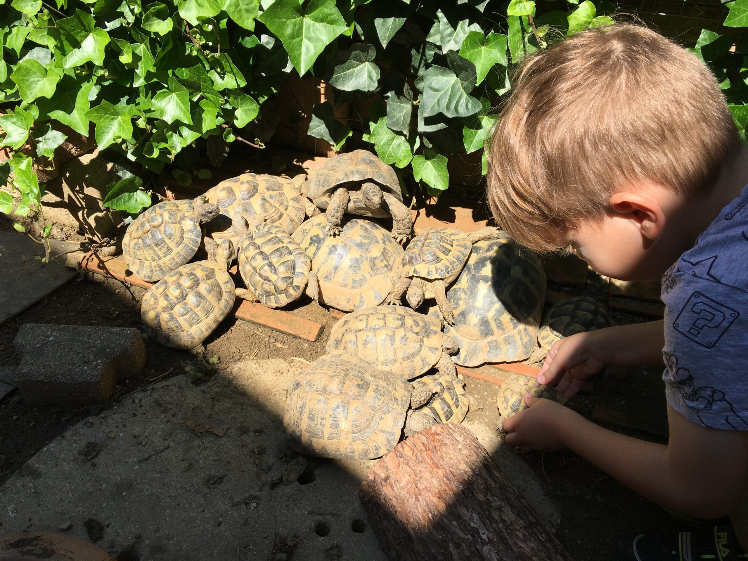 Bub genießt Sonne mit seinen Schildis