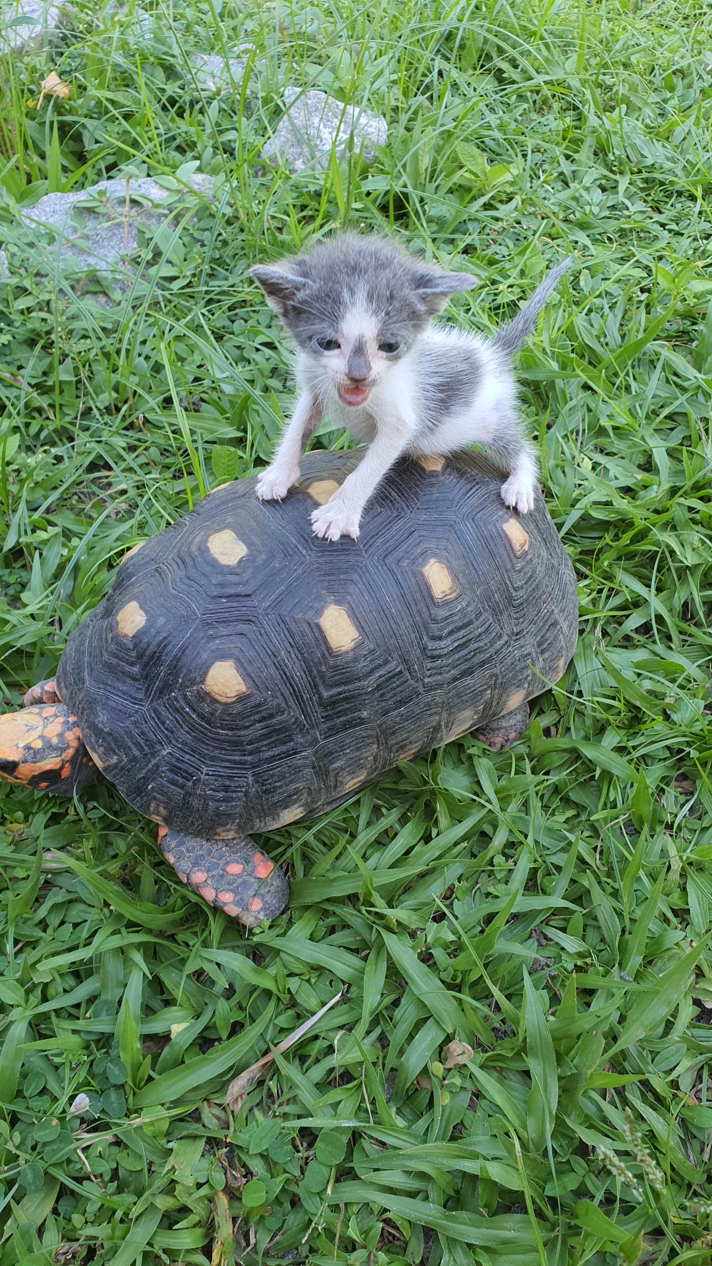 Brasilianische Landschildkröte mit Katze
