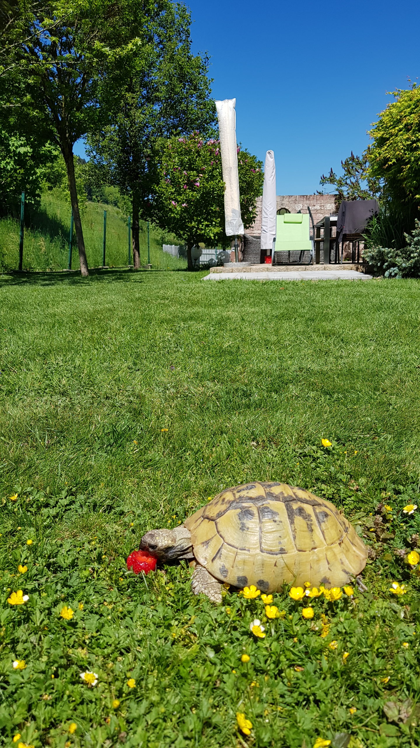 Griechische Schildkröte in ihren Freigehege