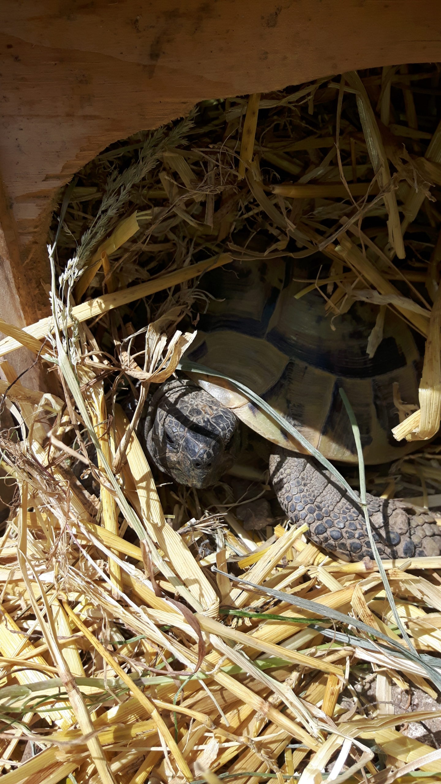 Griechische Landschildkröte genießt die Morgensonne