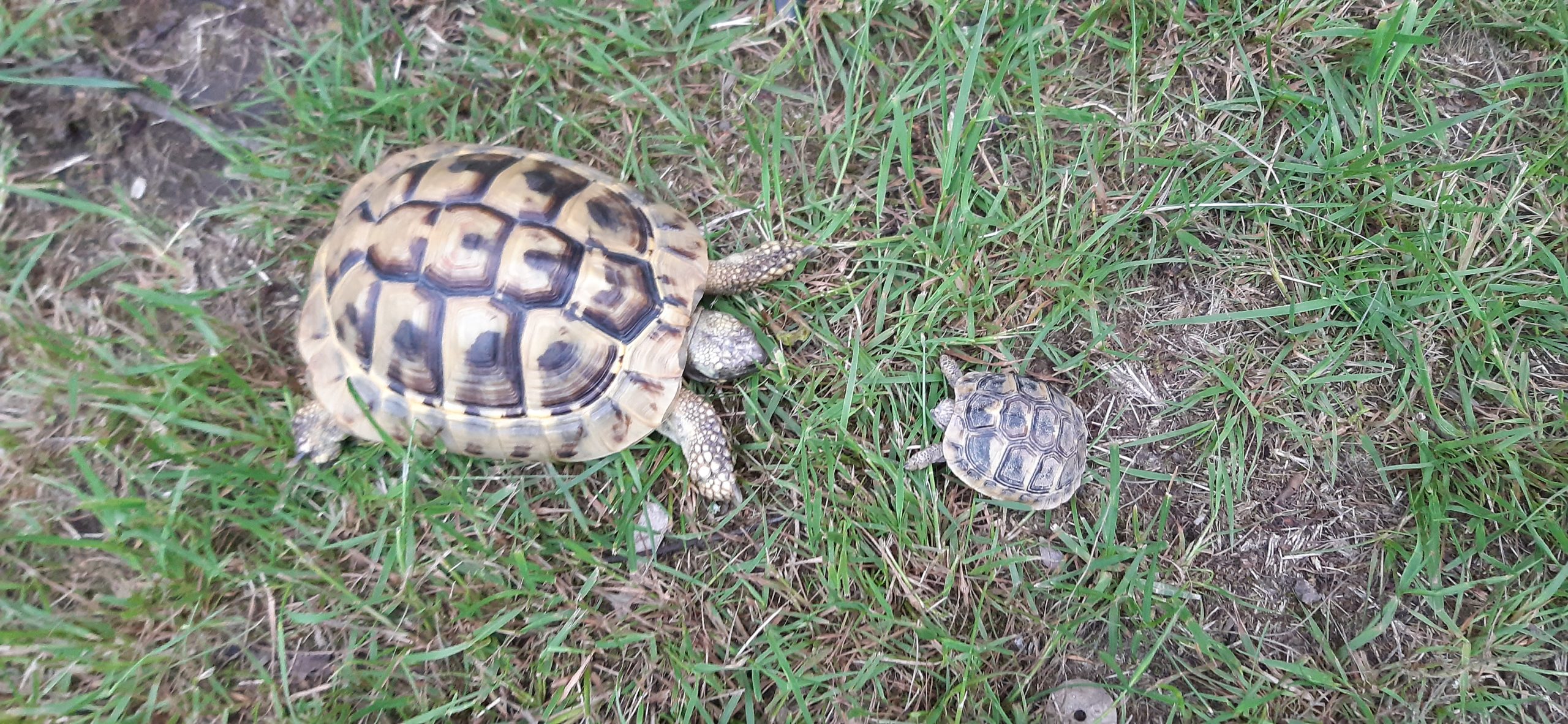 Kennenlernen von Momo und Sidney Griechische Landschildkröten