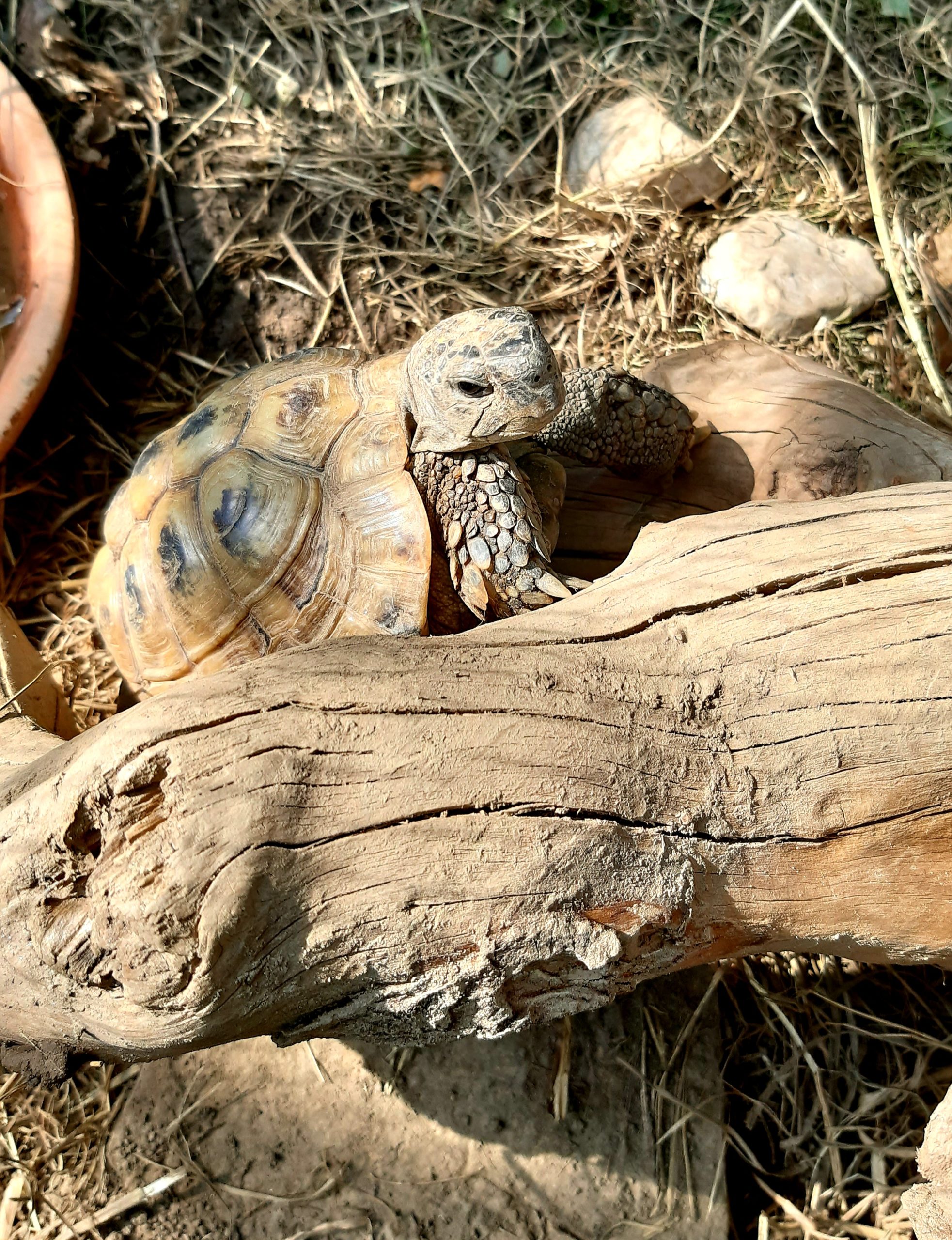 Griechische Landschildkröte auf ihrer geliebten Wurzel im Freigehege