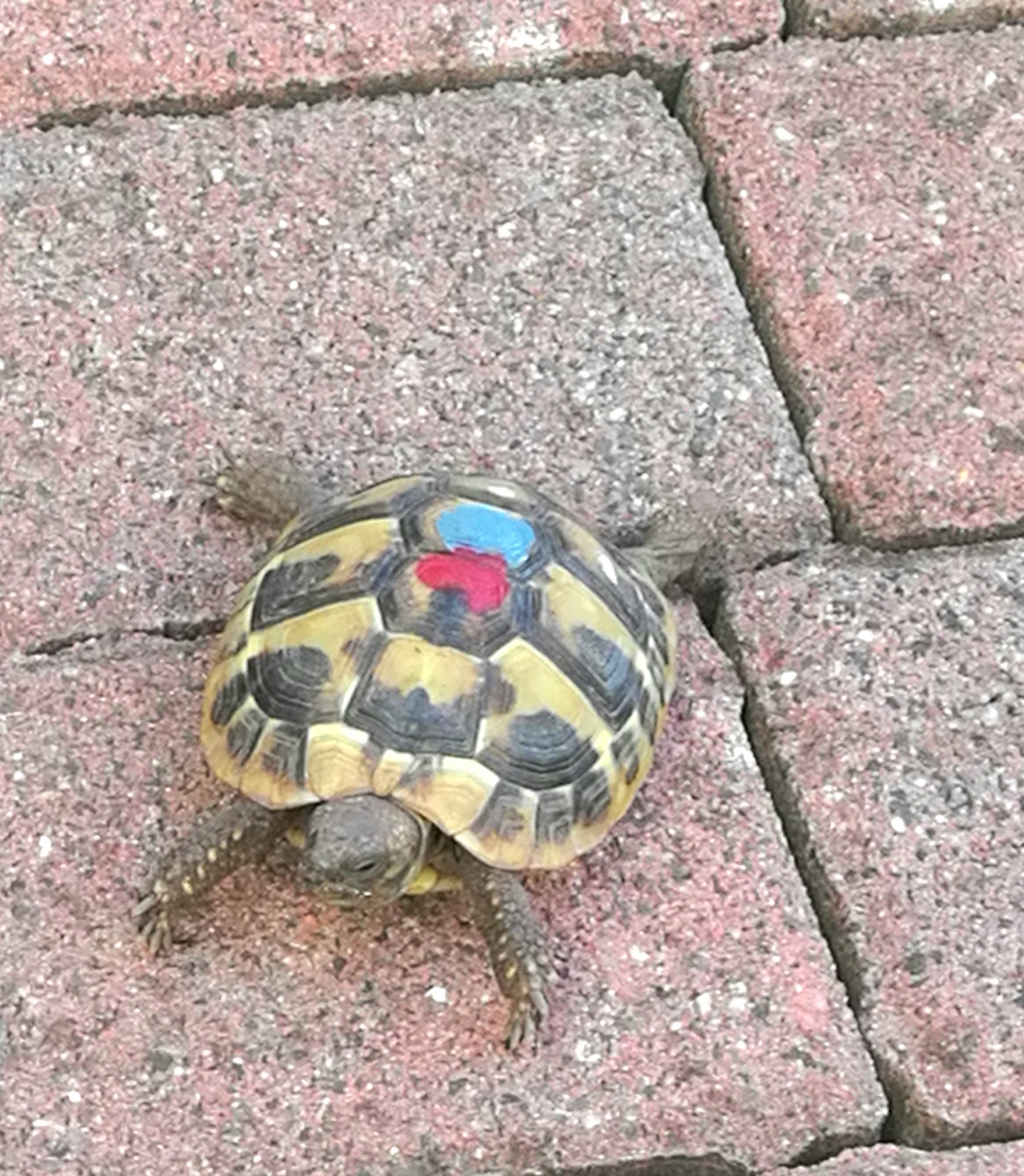 Griechische Landschildkröte (jung) mit farblicher Markierung macht Ausschau nach ihren Geschwistern