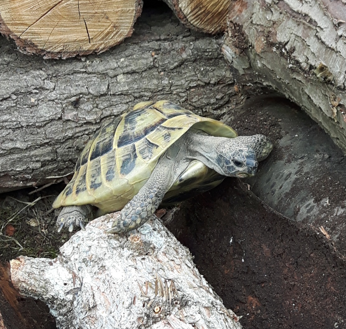 Griechische Landschildkröte mit Allrad