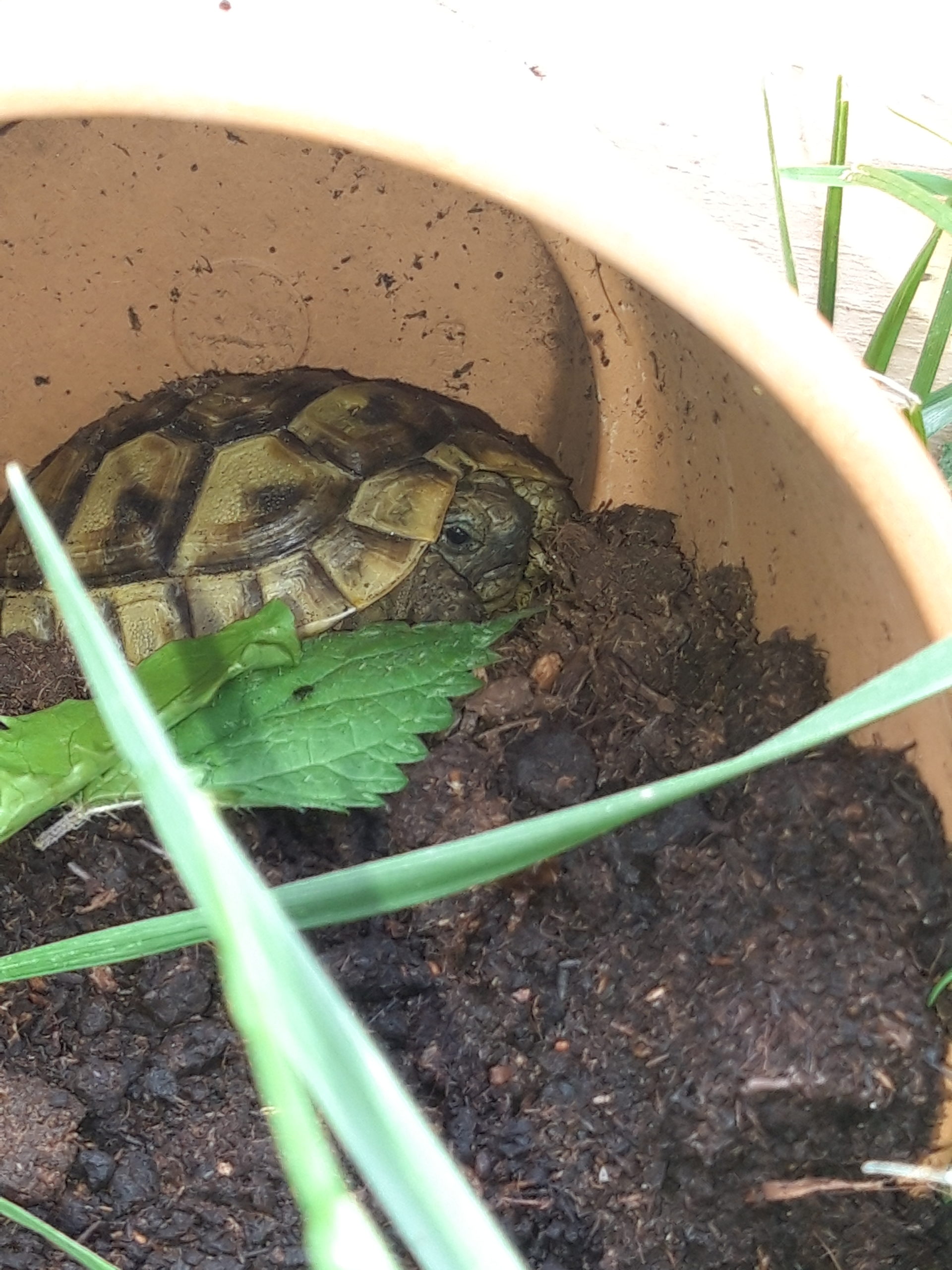 Maurische Landschildkröte bei Regen im Blumentopf
