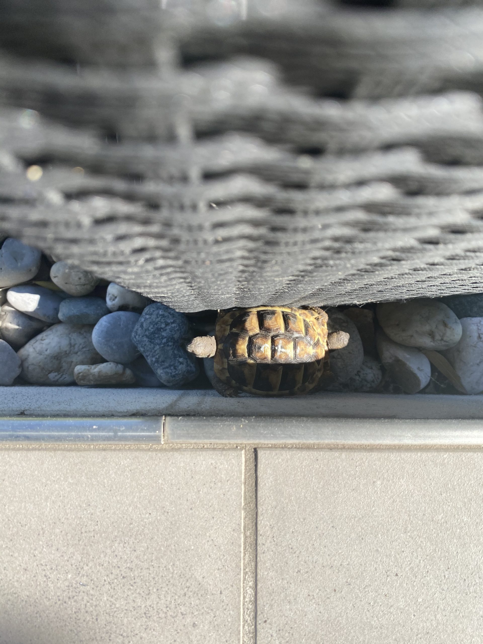 Griechische Babylandschildkröten-Turm