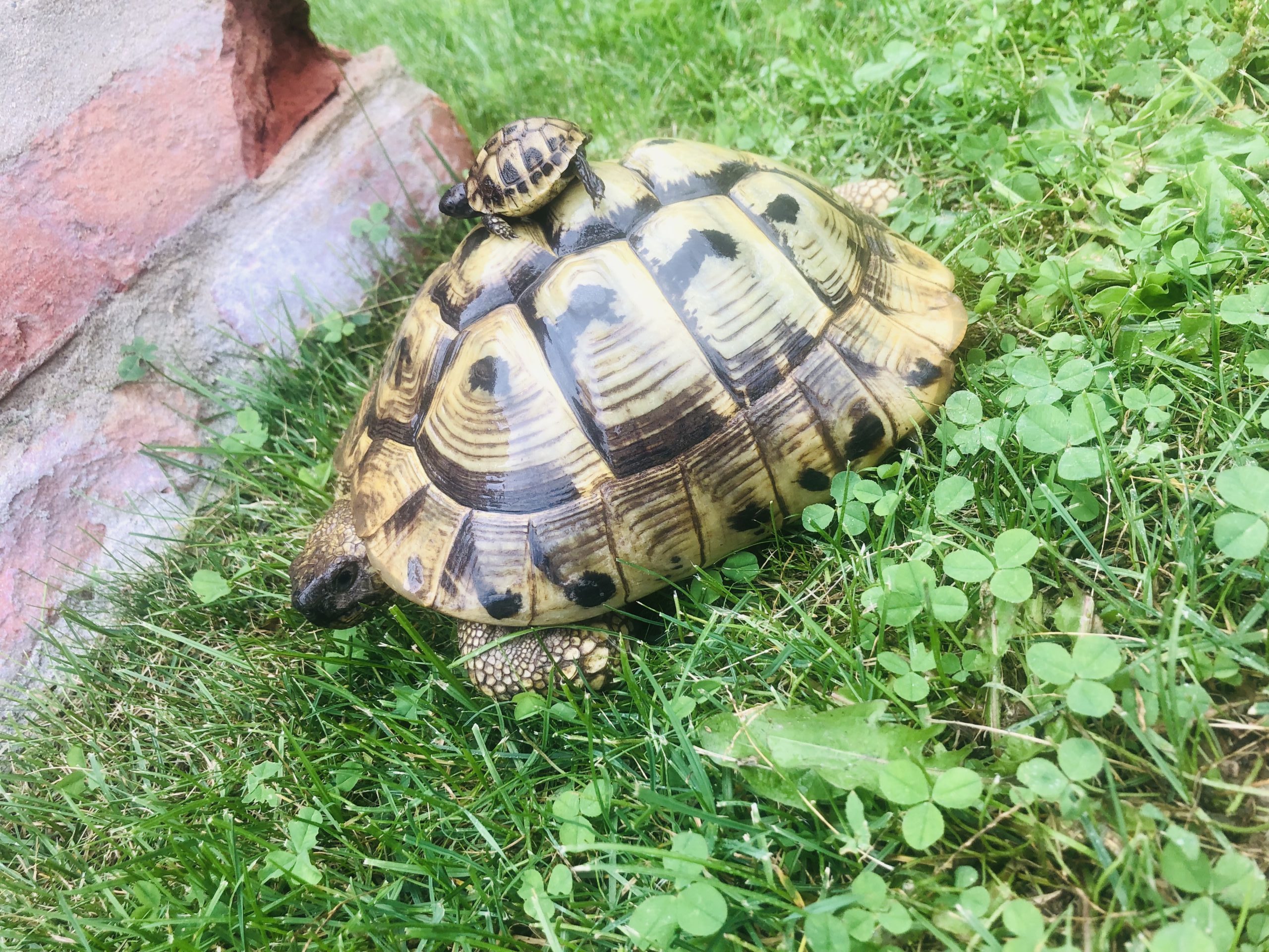 Griechische Landschildkröten - Mama und Baby