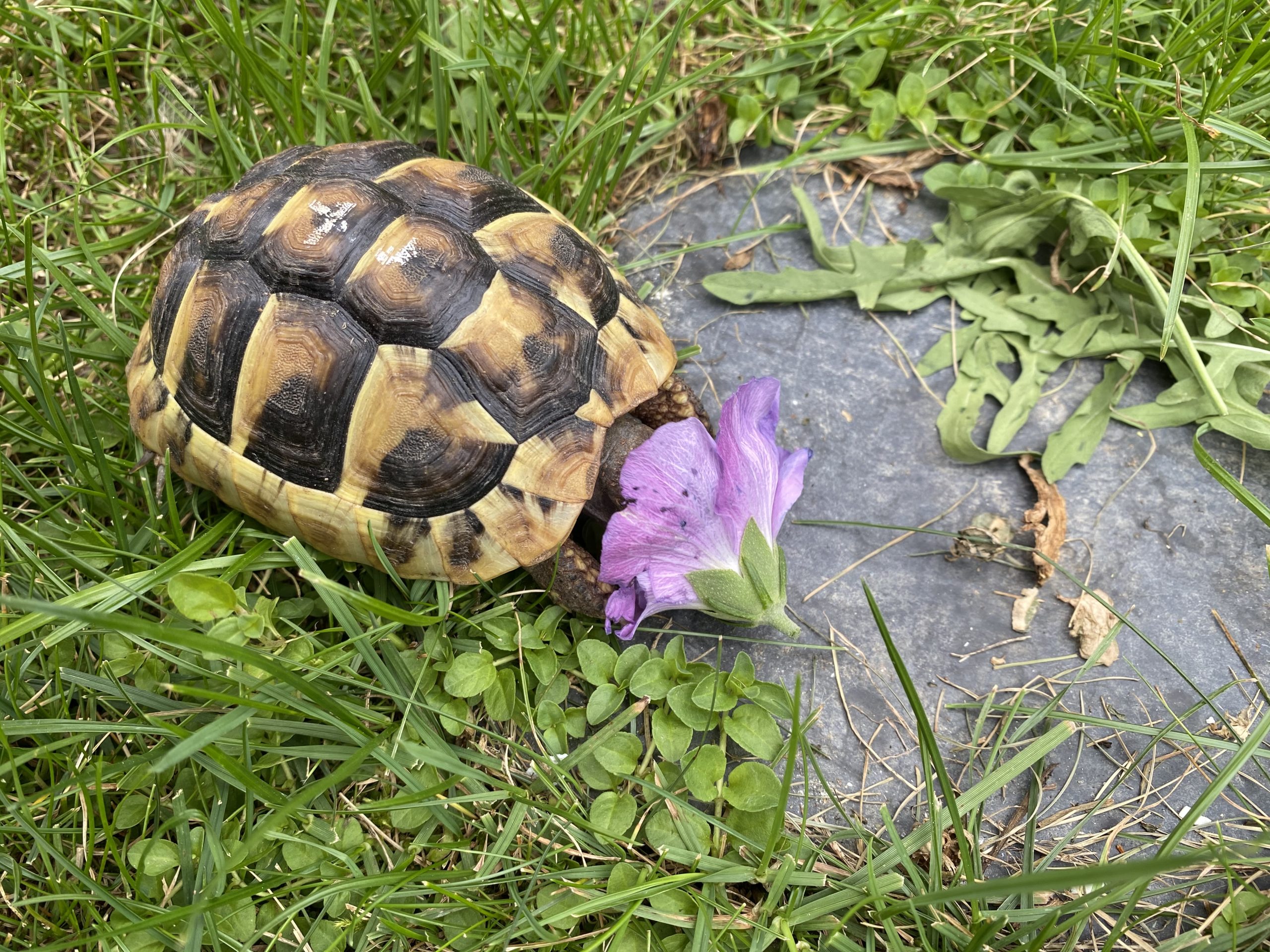 Griechische Babylandschildkröte versinkt in der Hibiskus Blüte