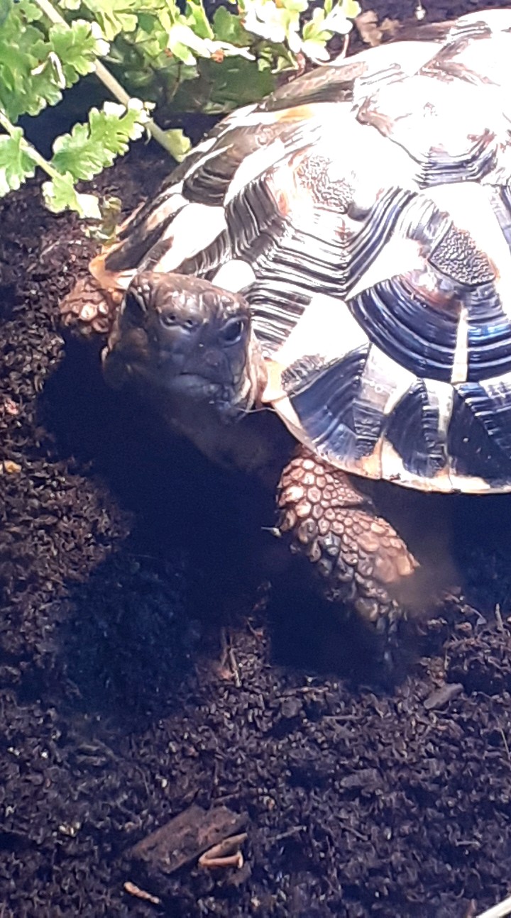 Griechische Landschildkröte