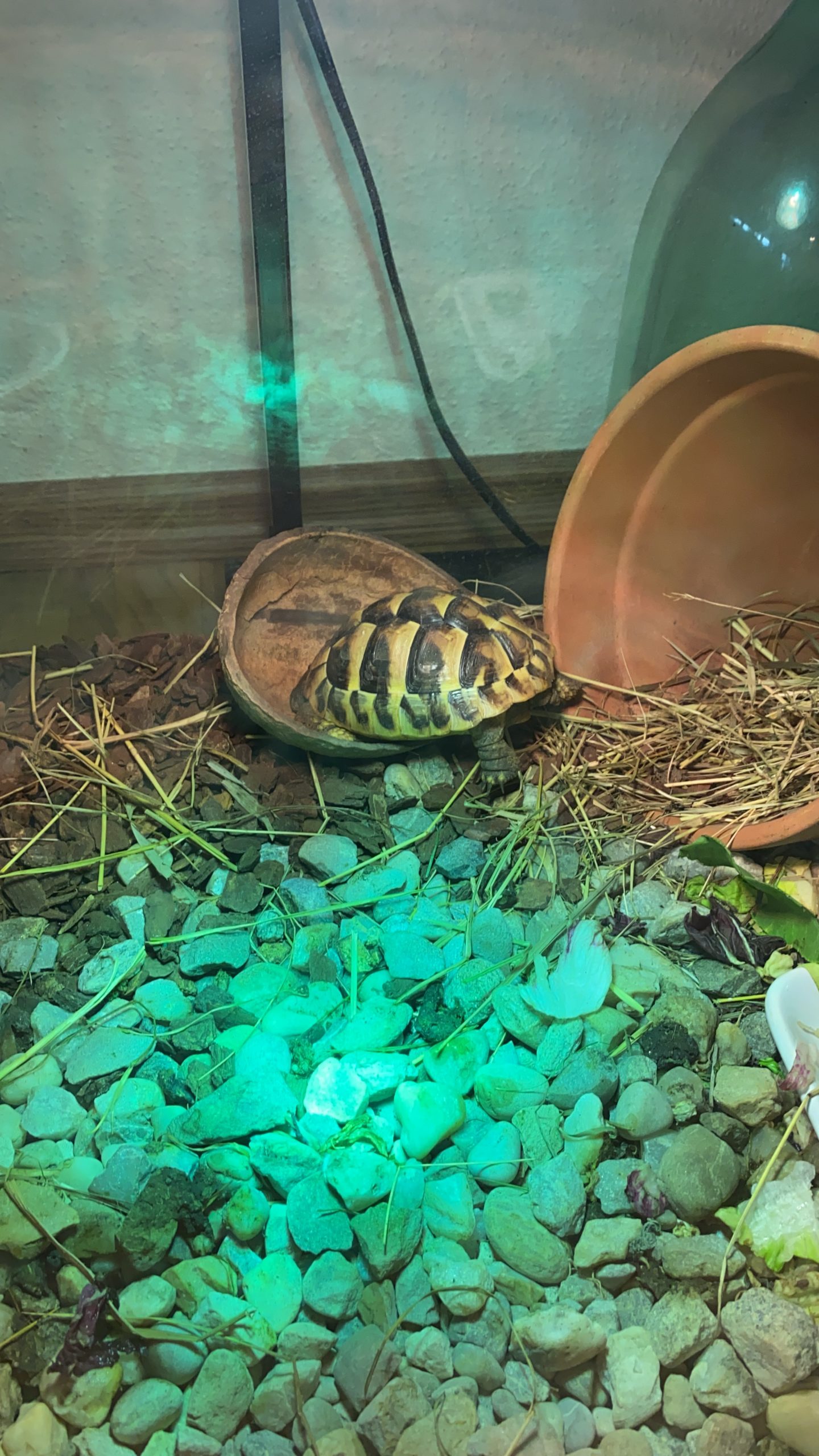 Griechische Babylandschildkröte eingeschlafen..in der Kokosnuss
