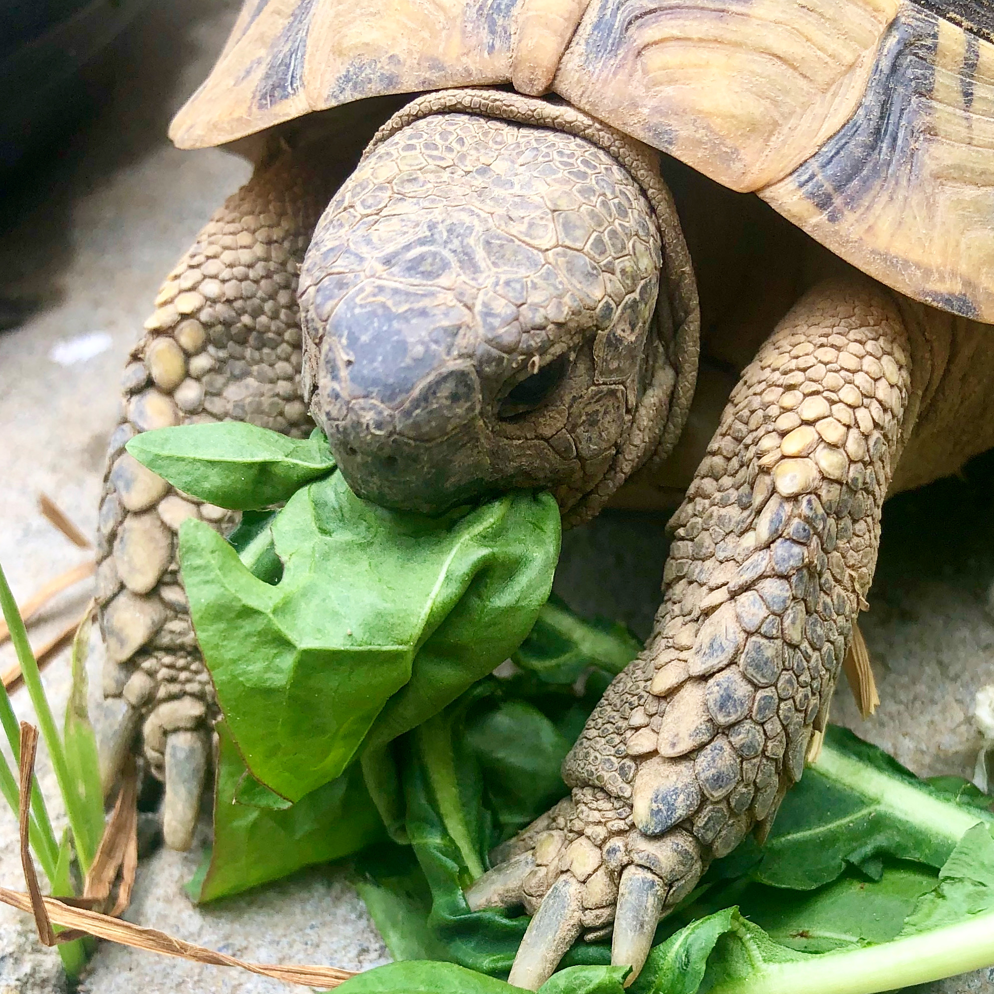 Griechische Landschildkröte beim Fressen