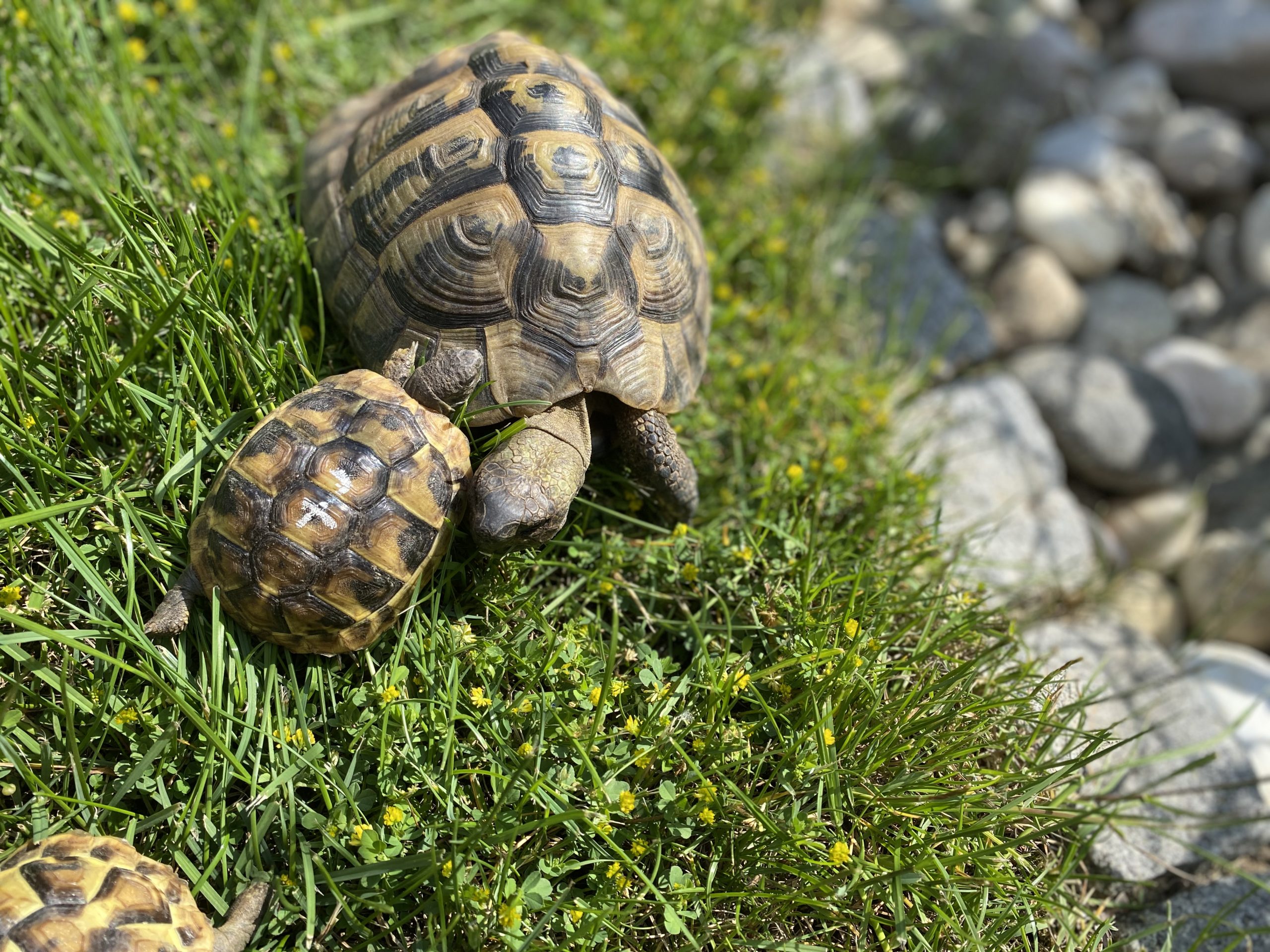 Griechische Landschildkröten - Papa und Baby