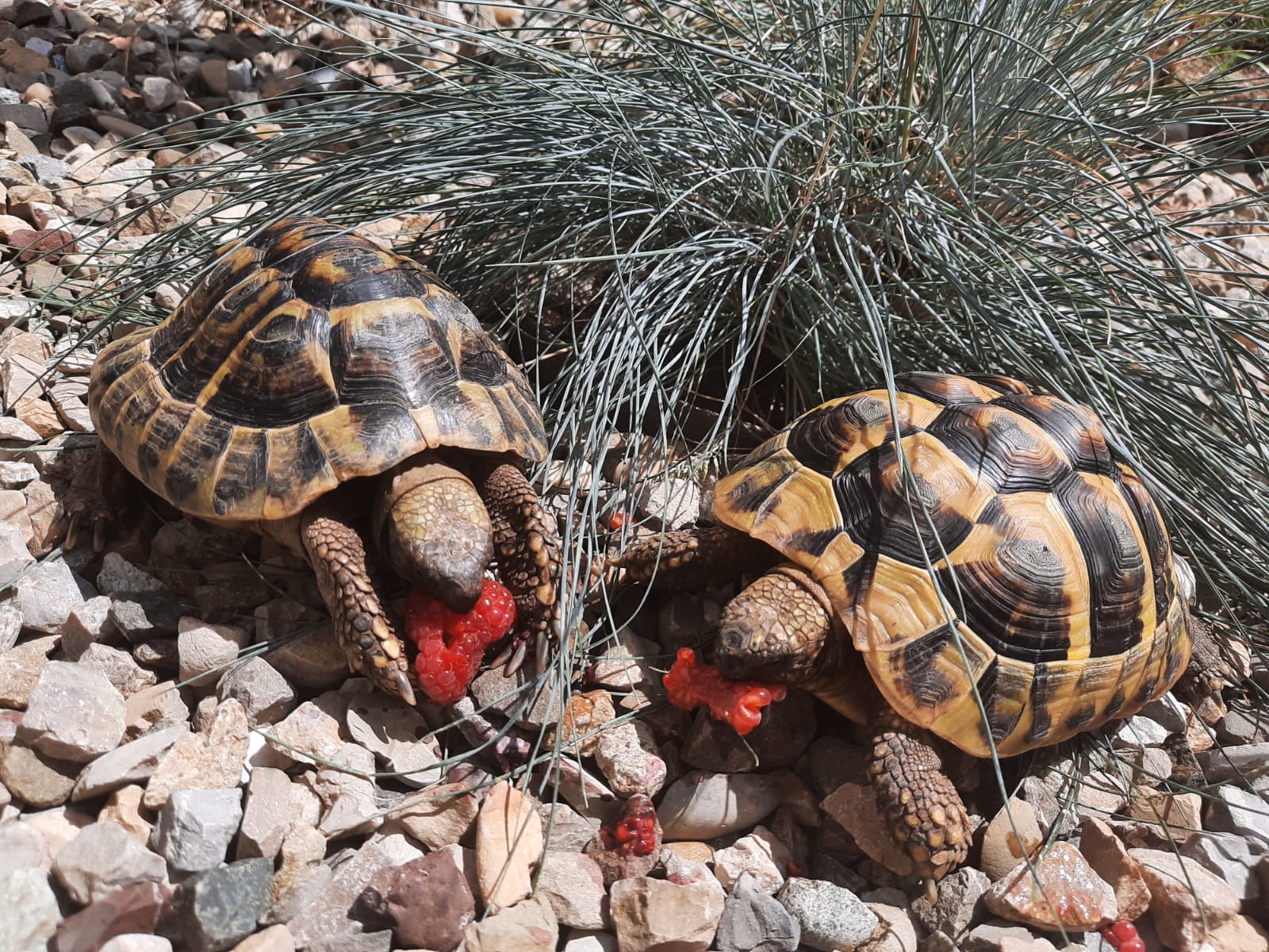Griechische Landschildkröten