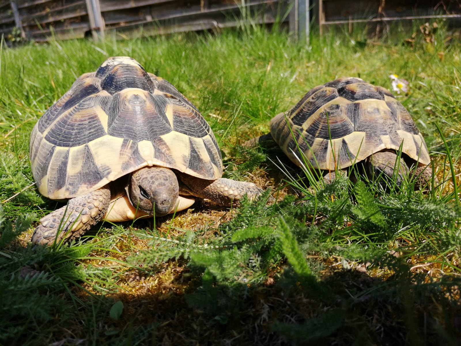 Griechische Landschildkröten