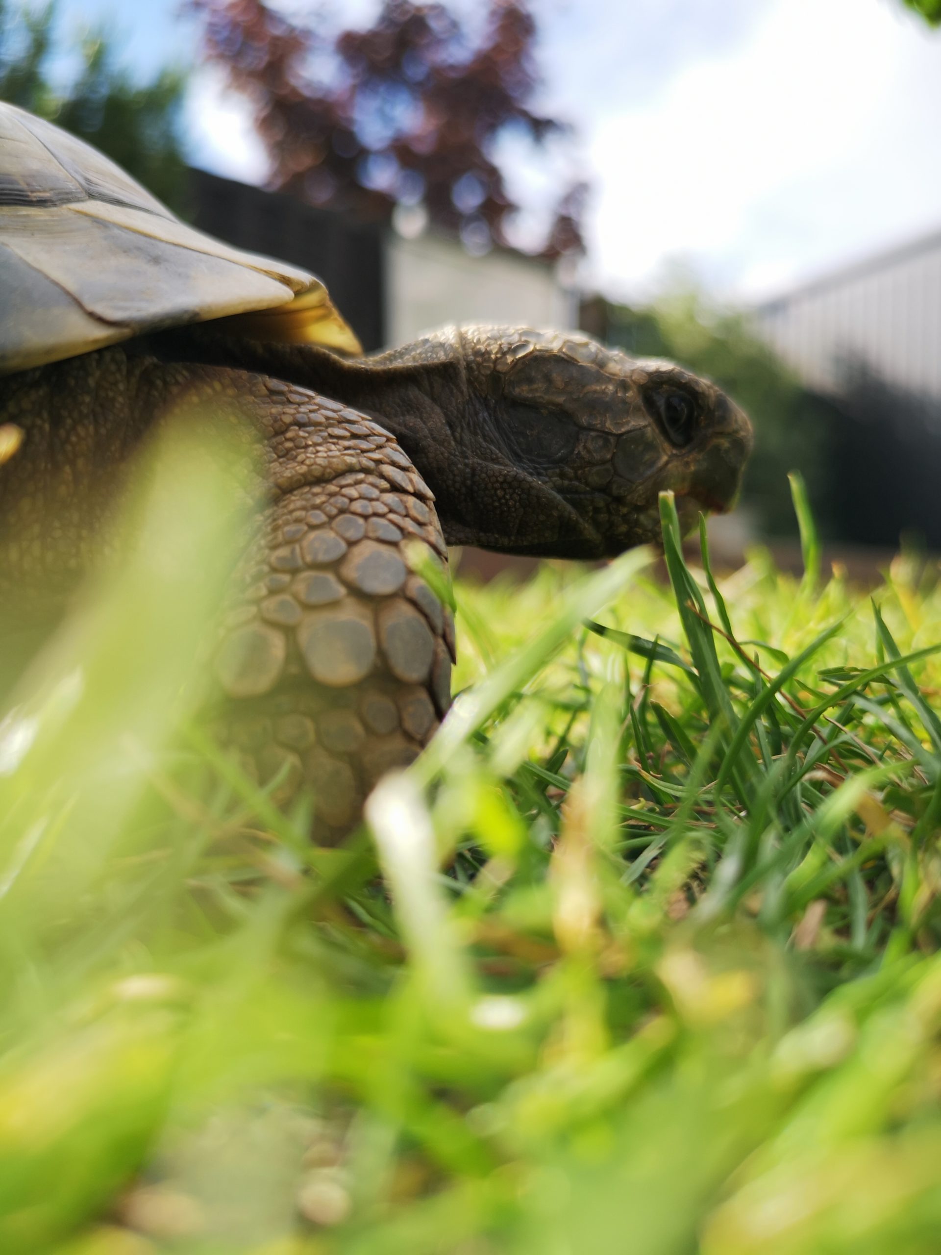 Griechische Landschildkröte
