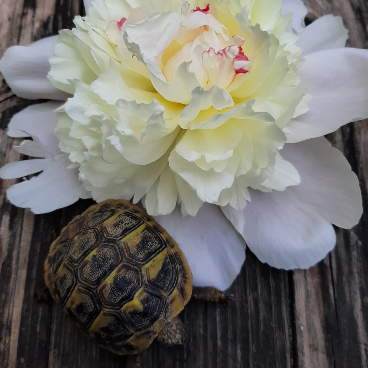 Griechische Landschildkröte Sidney