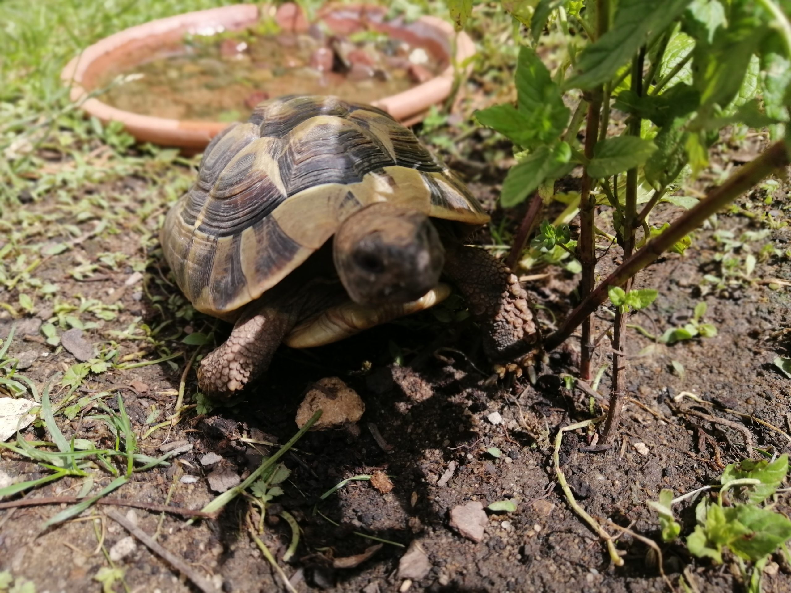 Griechische Landschildkröte Lena genießt die warme Mittagssonne ️