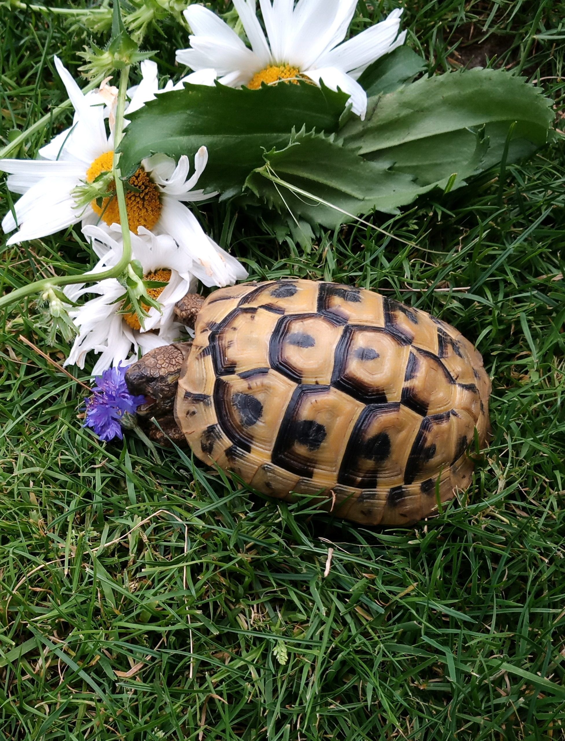 Griechische Landschildkröte beim Futtern