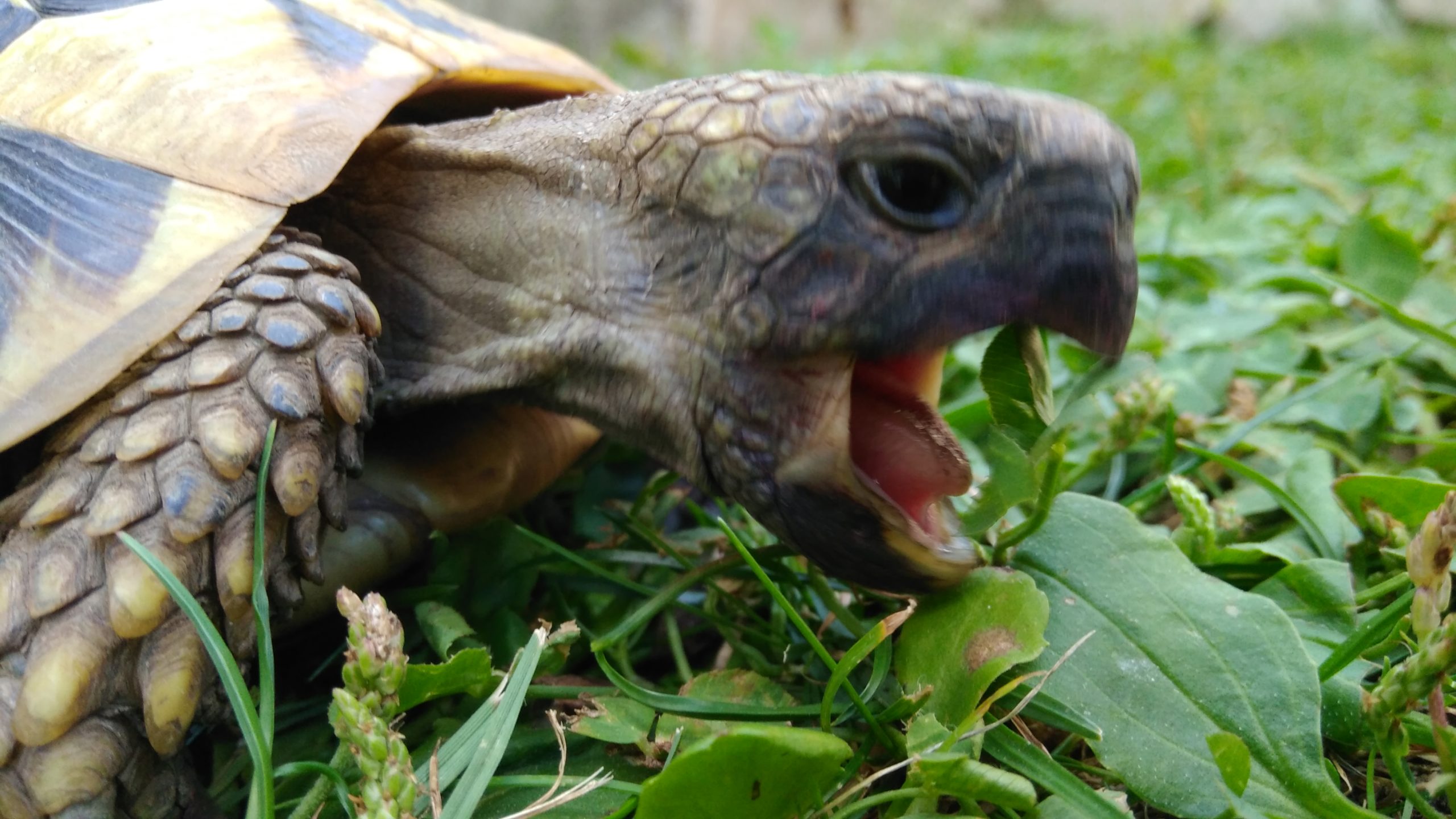 Griechische Landschildkröte in unserem Garten