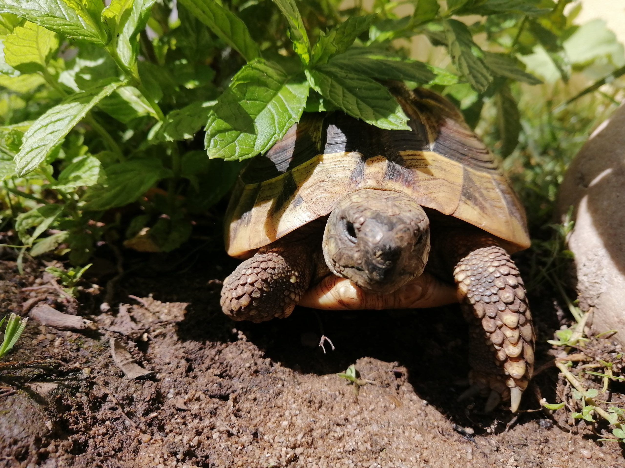 Griechische Landschildkröte versteckt sich in der Minze