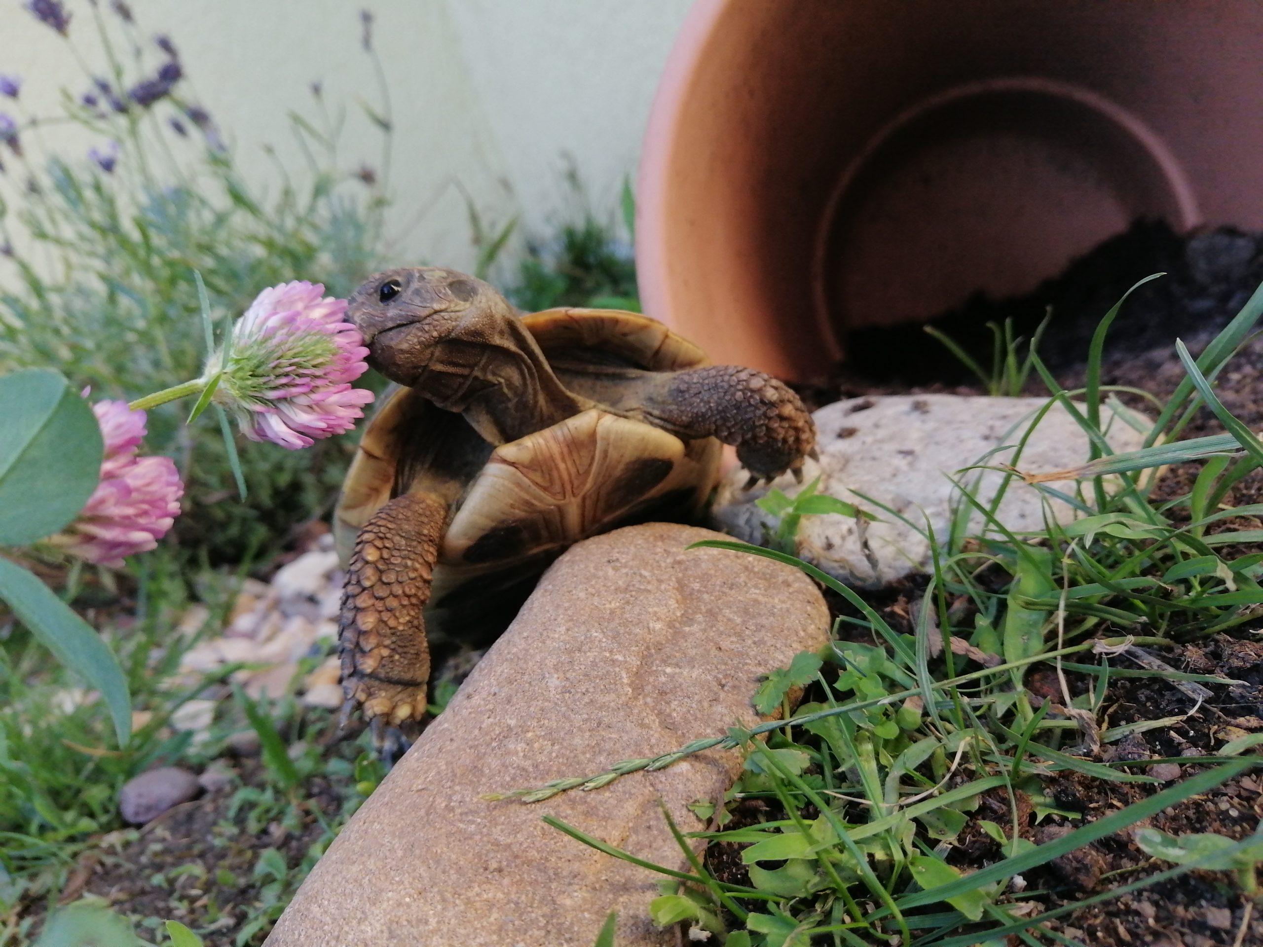 Griechische Landschildkröte frisst Klee