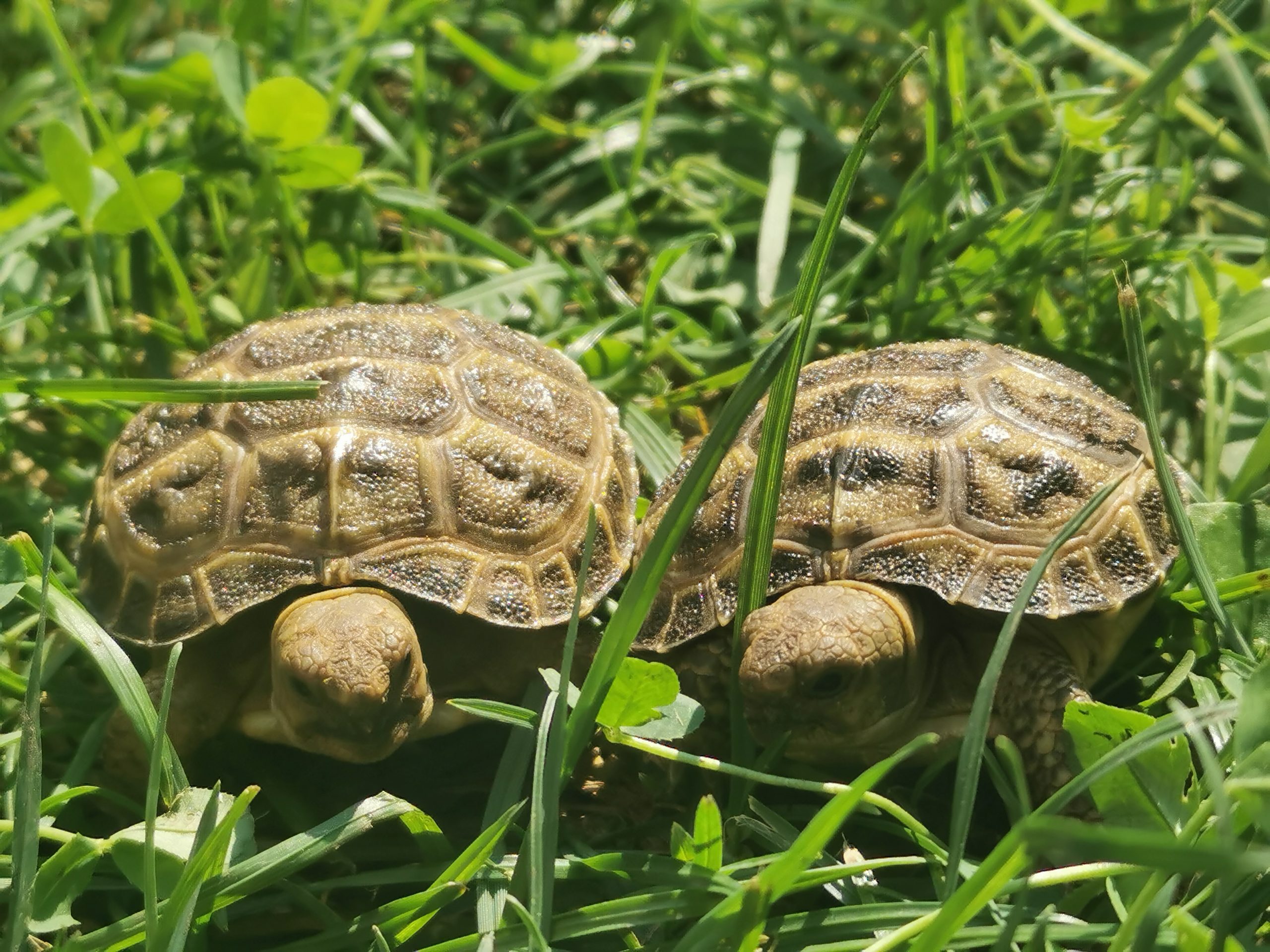 Testudo horsfieldii, 3 Wochen alt, im Freigehege