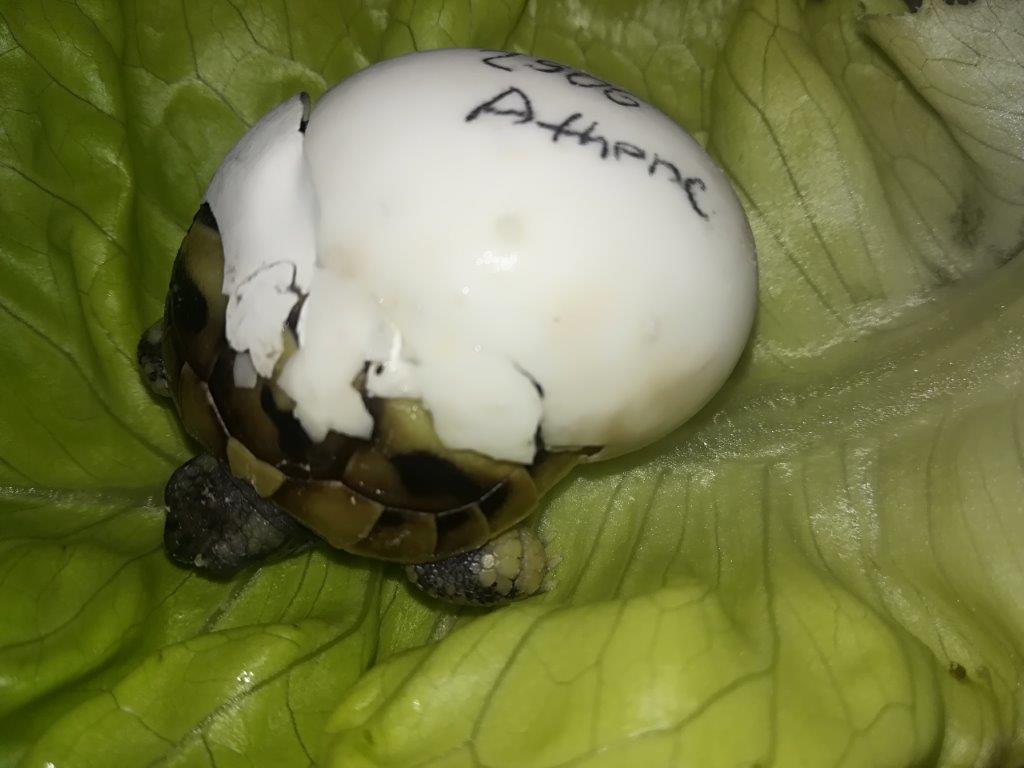 Schlupf einer Testudo hermanni