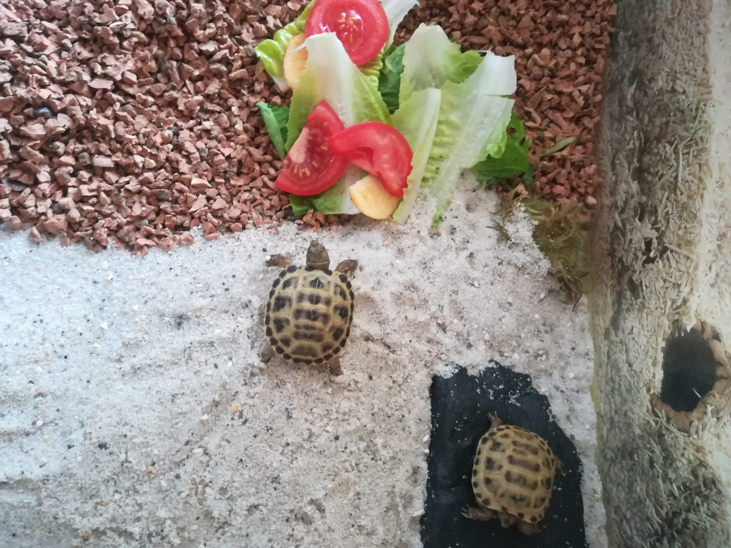 Russische Landschildkröte