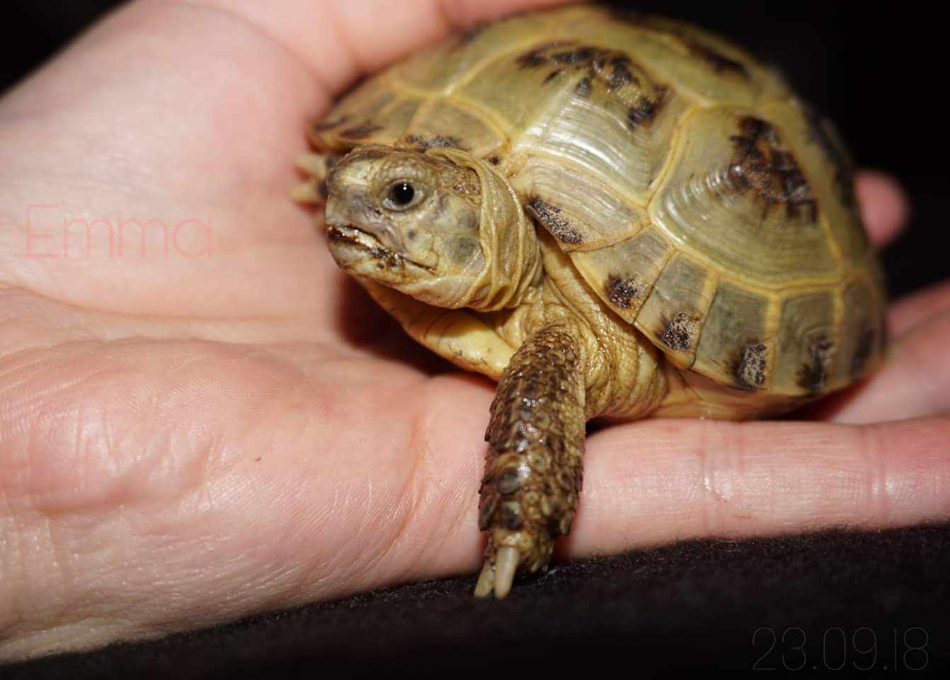 Kleine Nachzucht der Vierzehenschildkröte