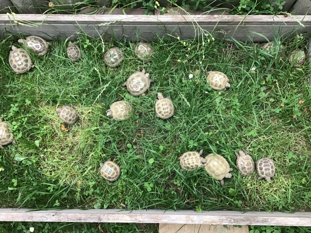 Nachzuchten der Vierzehenschildkröte