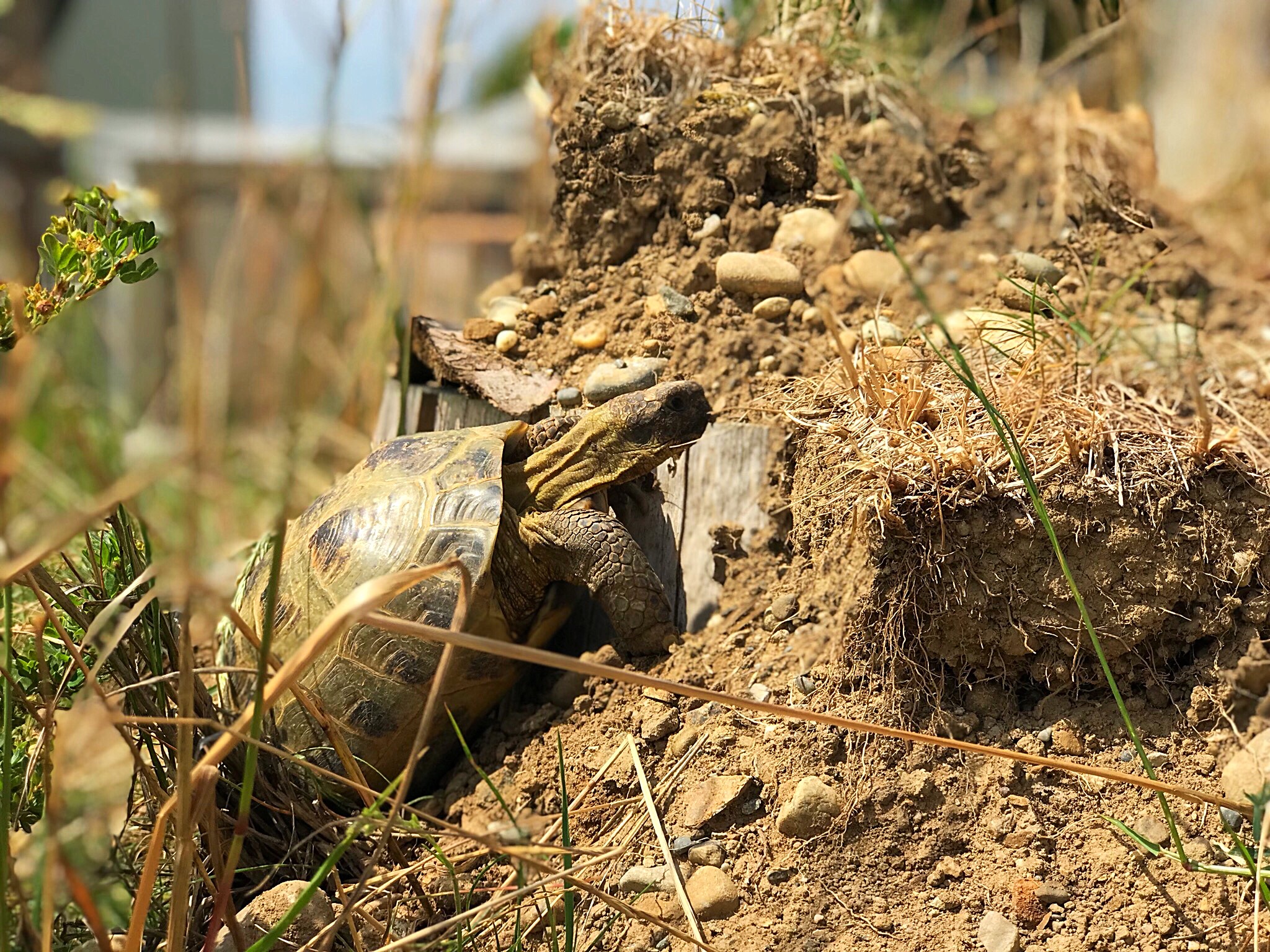 Naturnahes Freigehege von Testudo horsfieldii