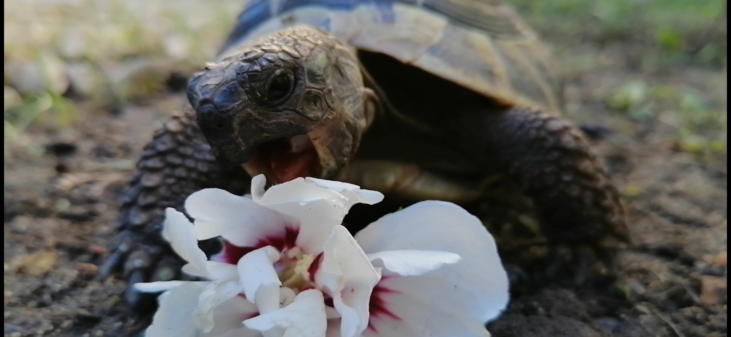 Griechische Landschildkröte frisst Hibiskus️