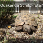 quakende Schildkröte