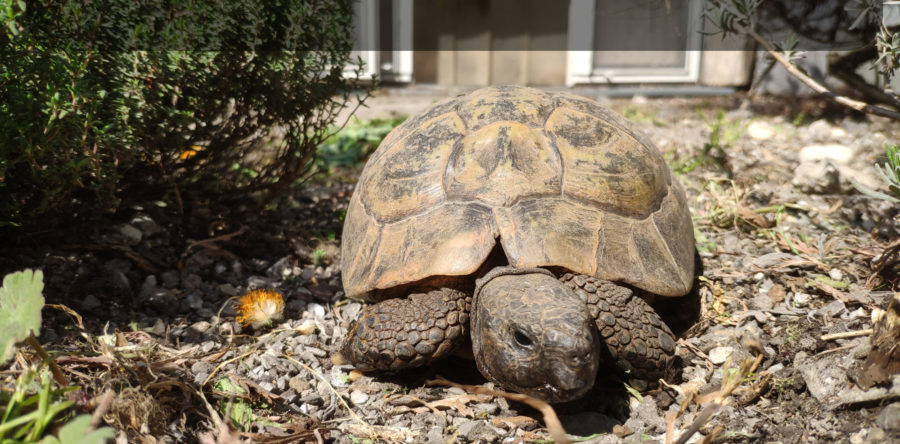 Schildkröte macht quakende Geräusche