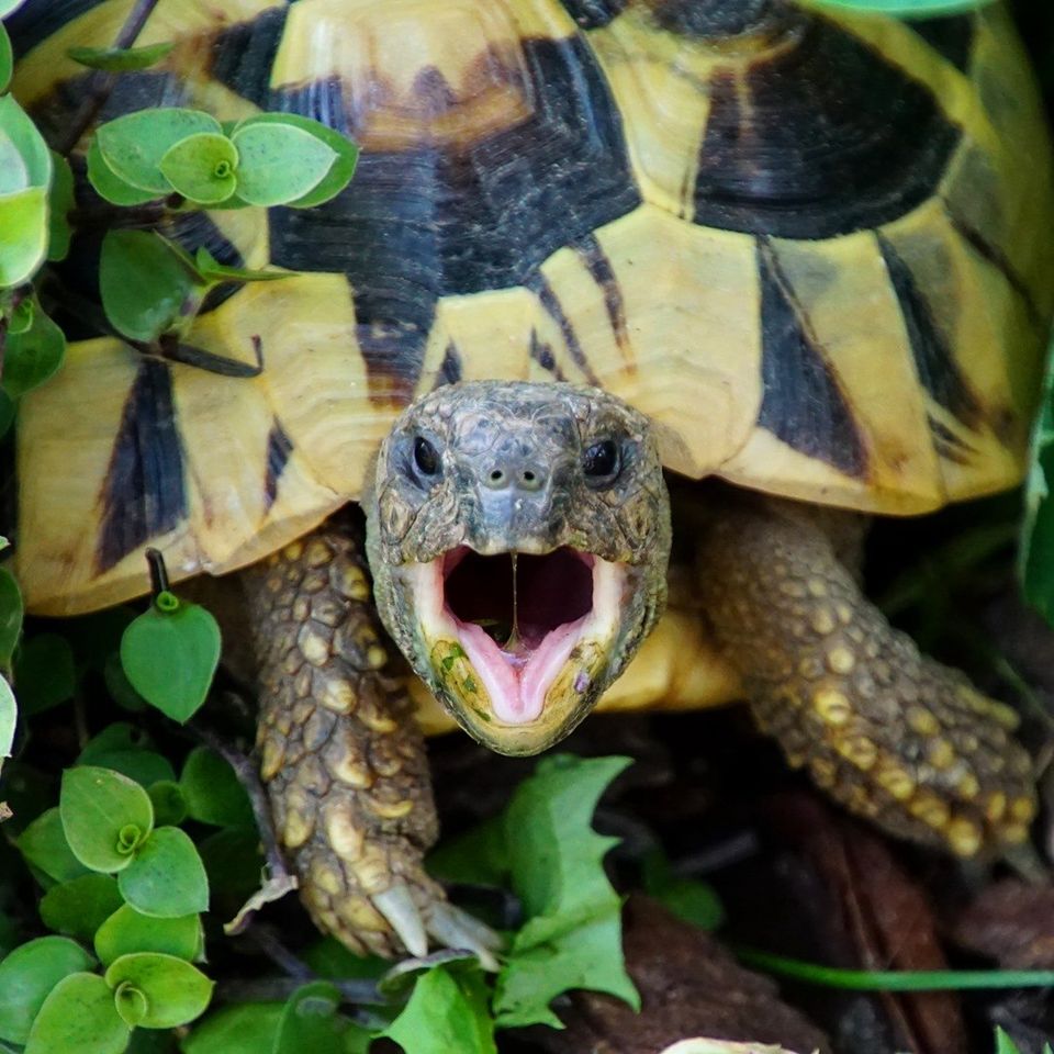 Griechische Landschildkröte 'Patty' im Freigehege
