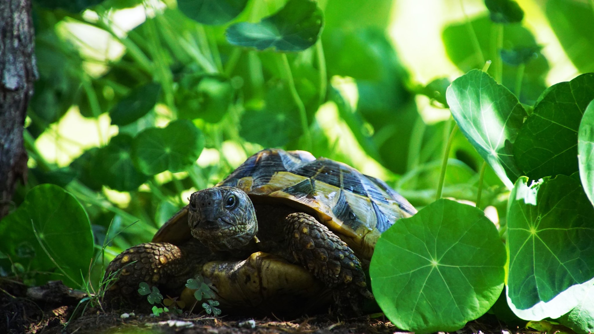 Henriette unter der Kapuzinerkresse, Griechische Landschildkröte