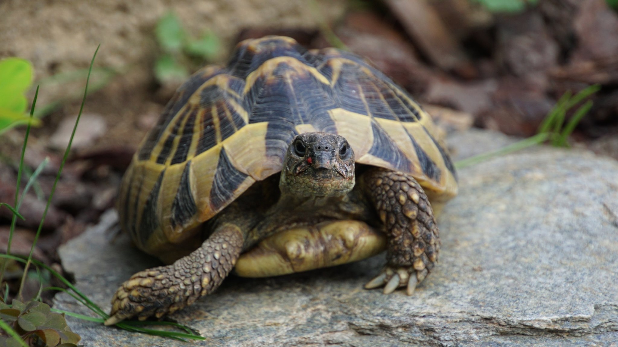 Griechische Landschildkröte 'Henriette' in ihrem Freigehege