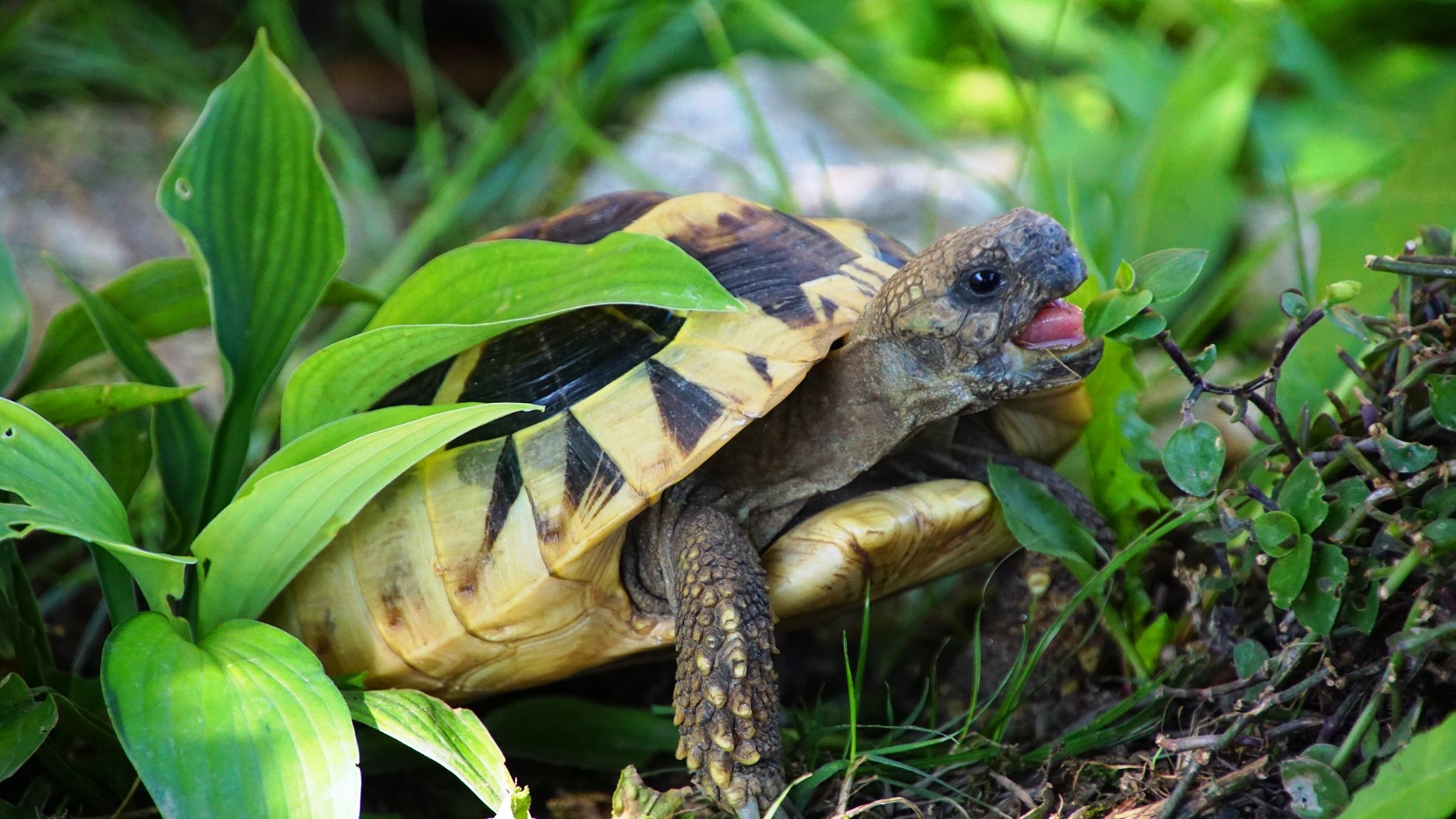 Testudo hermanni beim Fressen in ihrem Freigehege