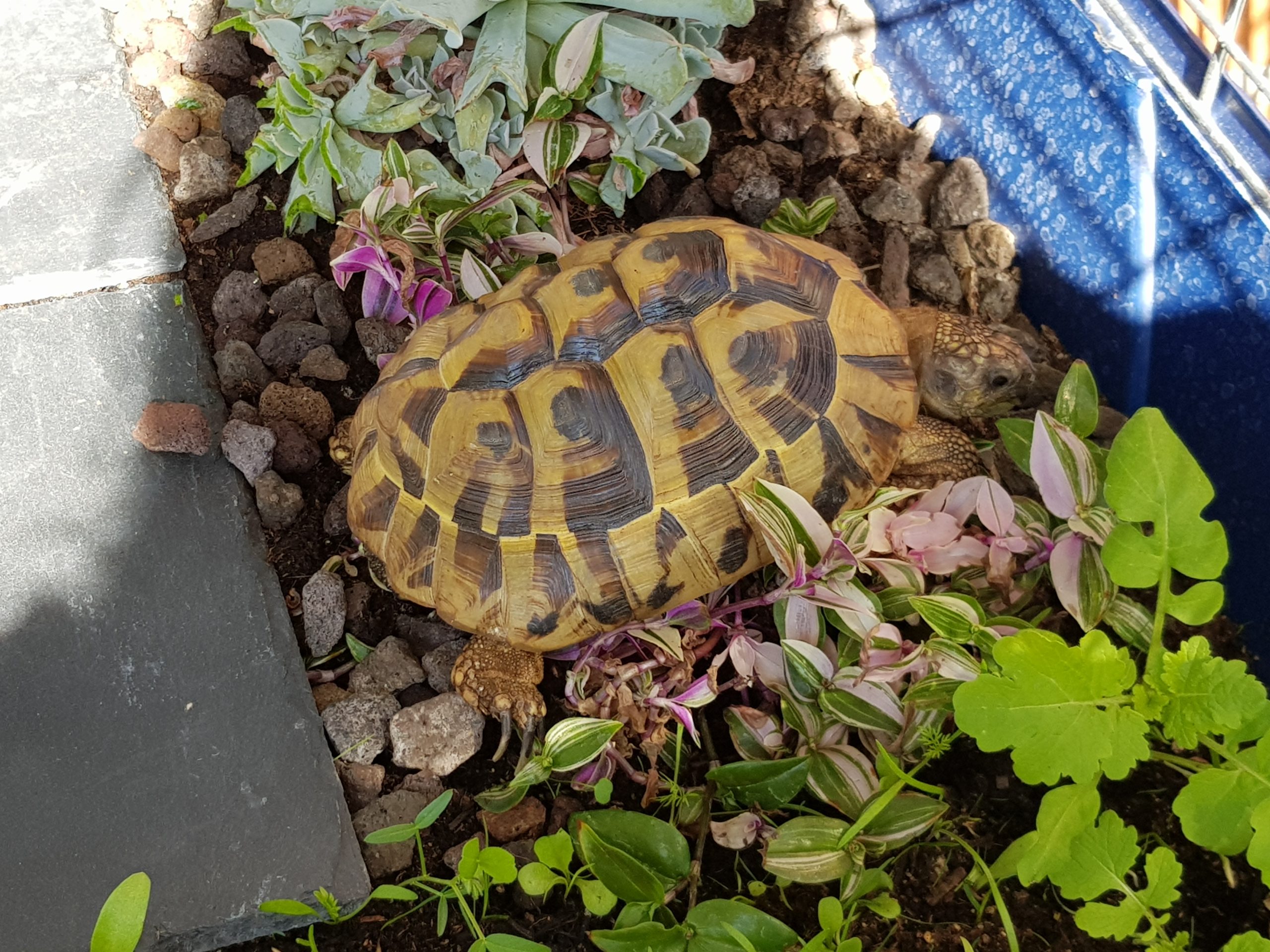 Unsere griechische Landschildkröte Pauline im Schildkröten-Schlaraffenland :)