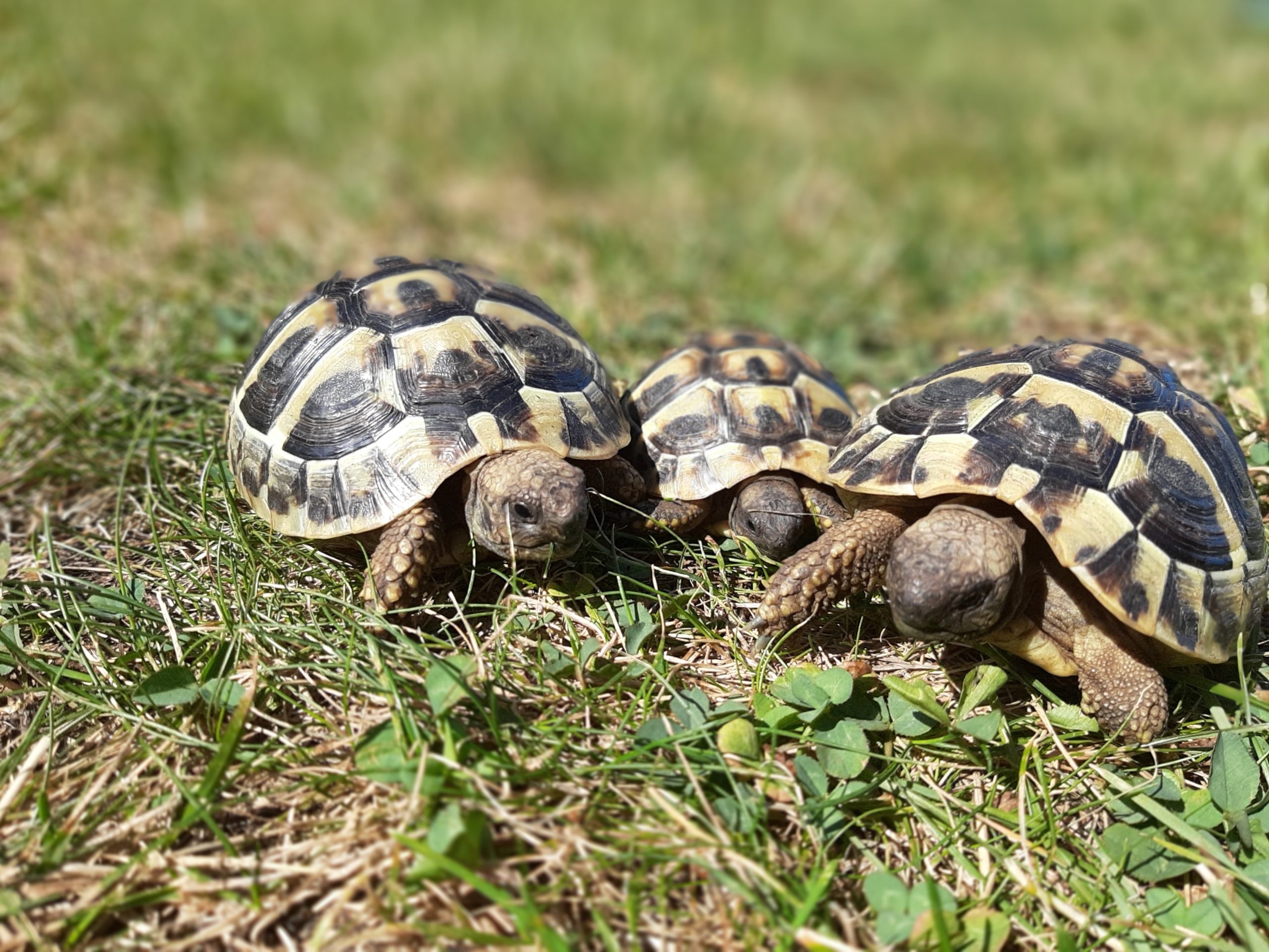 3 junge Testudo hermanni, unsere Lieblinge