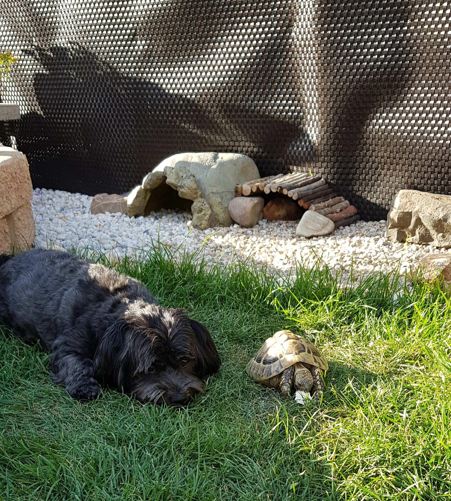 Griechische Landschildkröte Poldi mit Freundin Kira