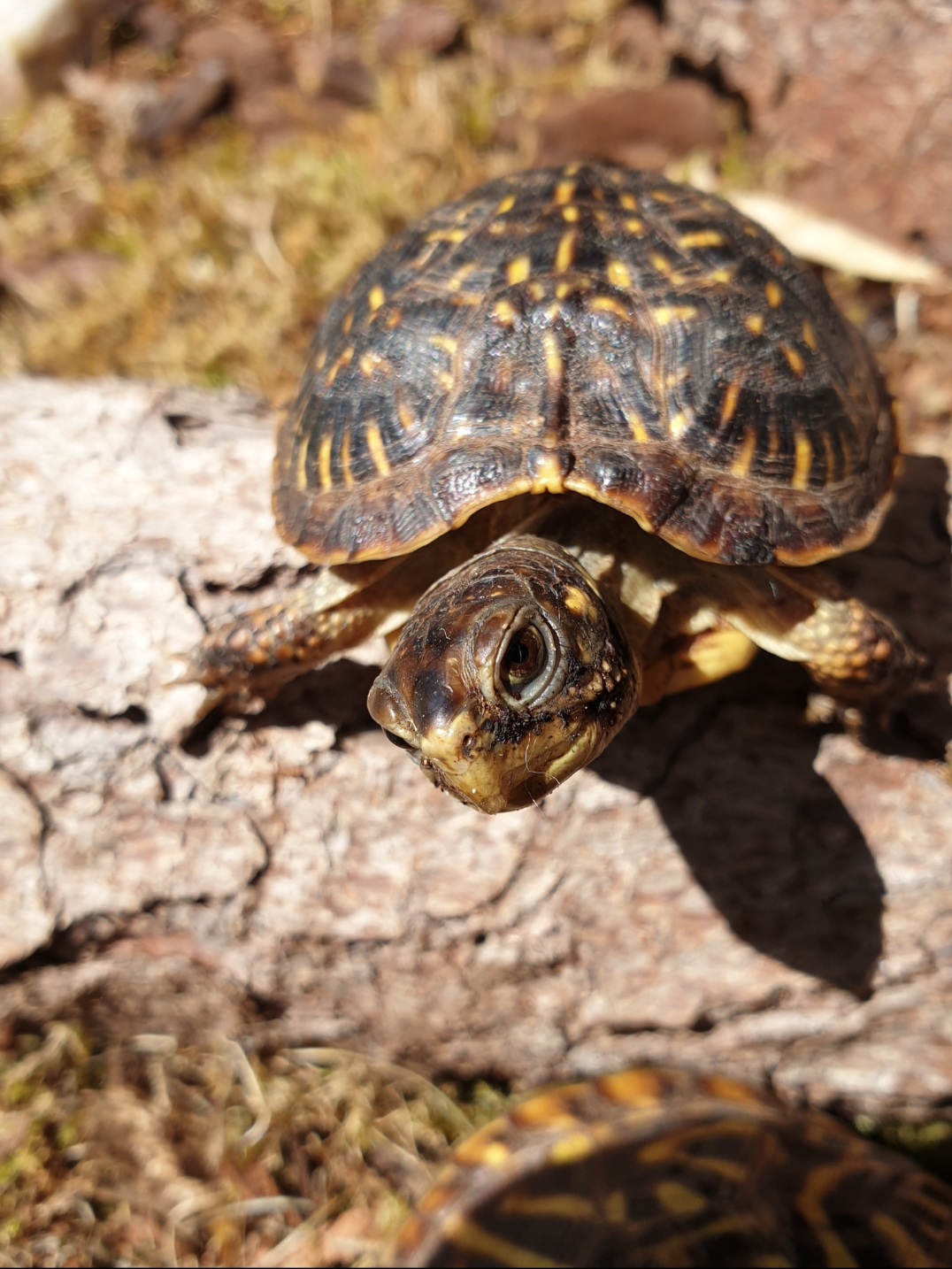 Terrapene ornata ornata. Nachzucht 2017
