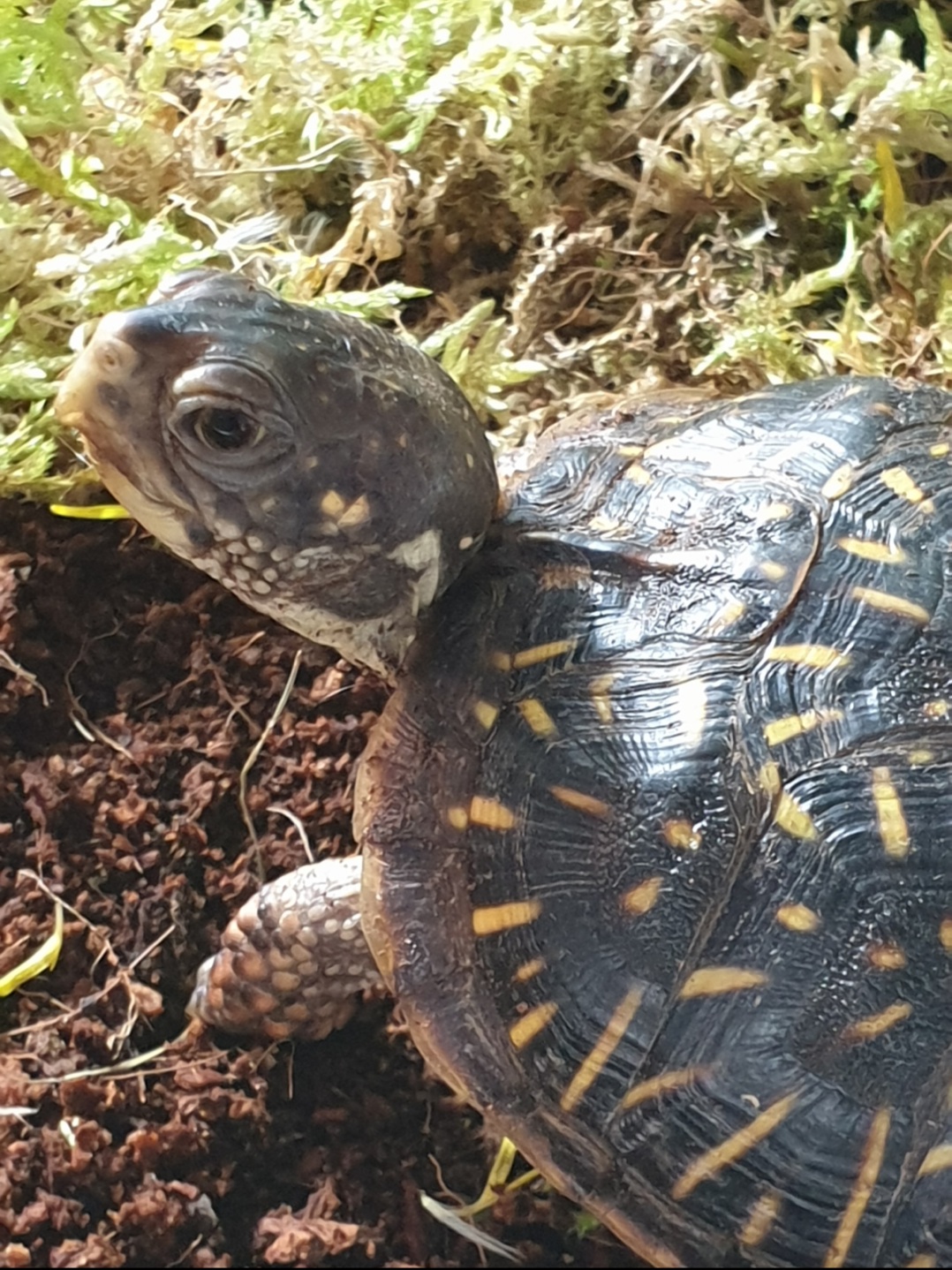 Terrapene ornata ornata. Nachzucht 2017