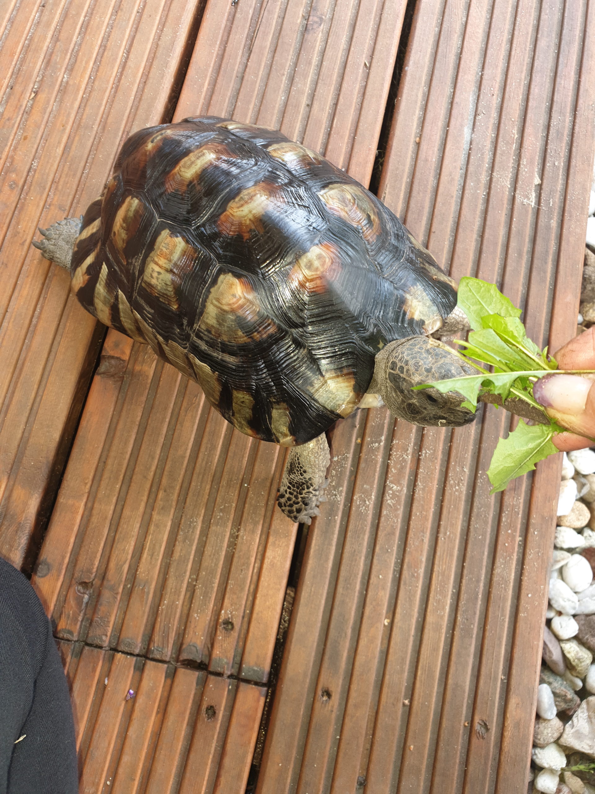 Breitrandschildkröte Testudo marginata folgt dir auf Schritt und Tritt für leckeres