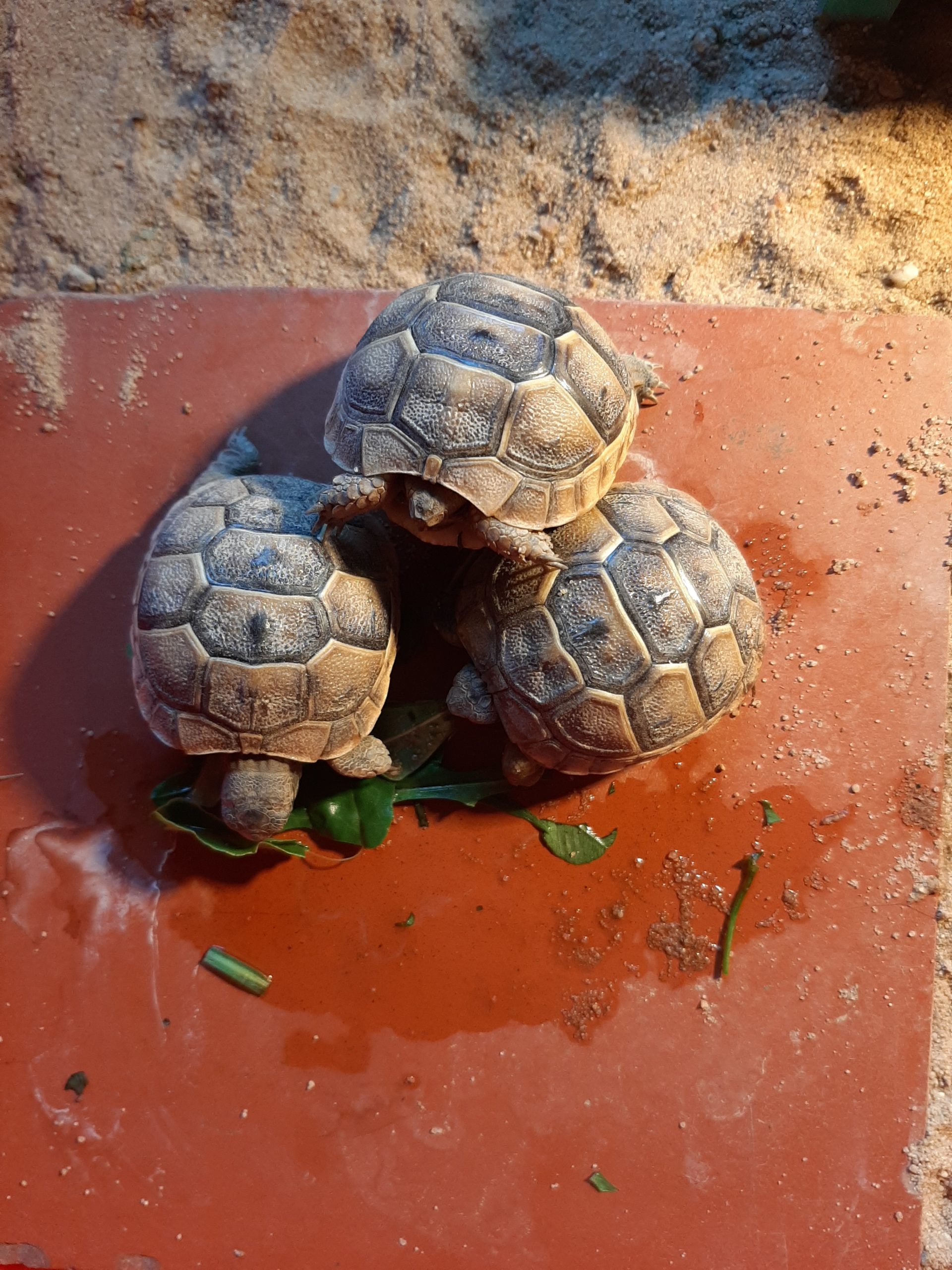 Maurische Landschildkröte Babys