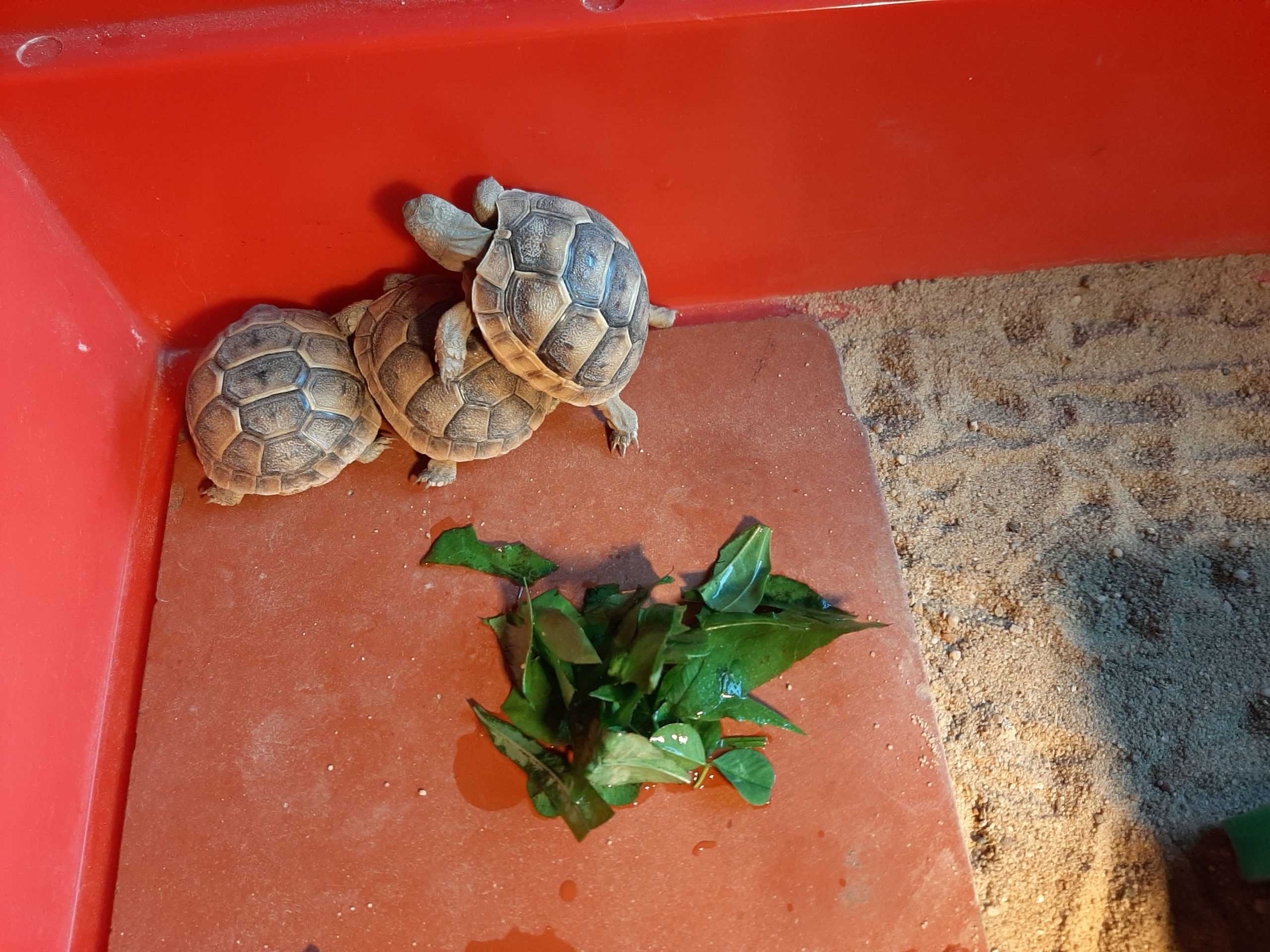 Maurische Landschildkröten Nachzucht