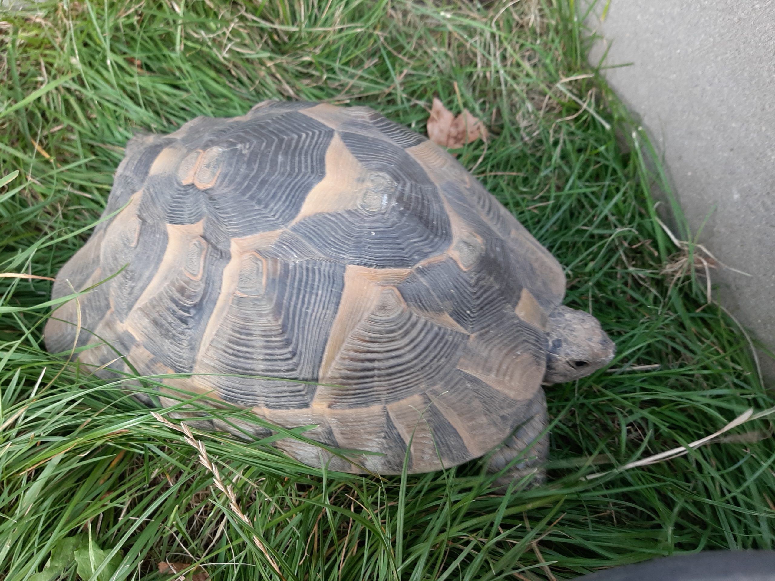 Maurische Landschildkröte