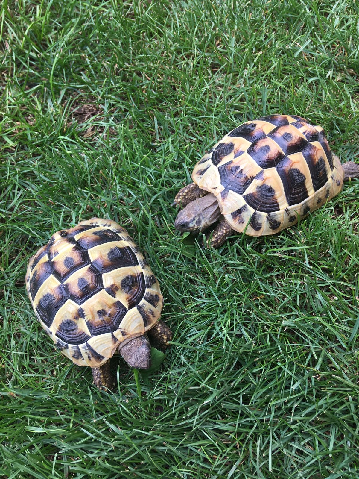 Griechische Landschildkröten im Garten (2 Jahre)