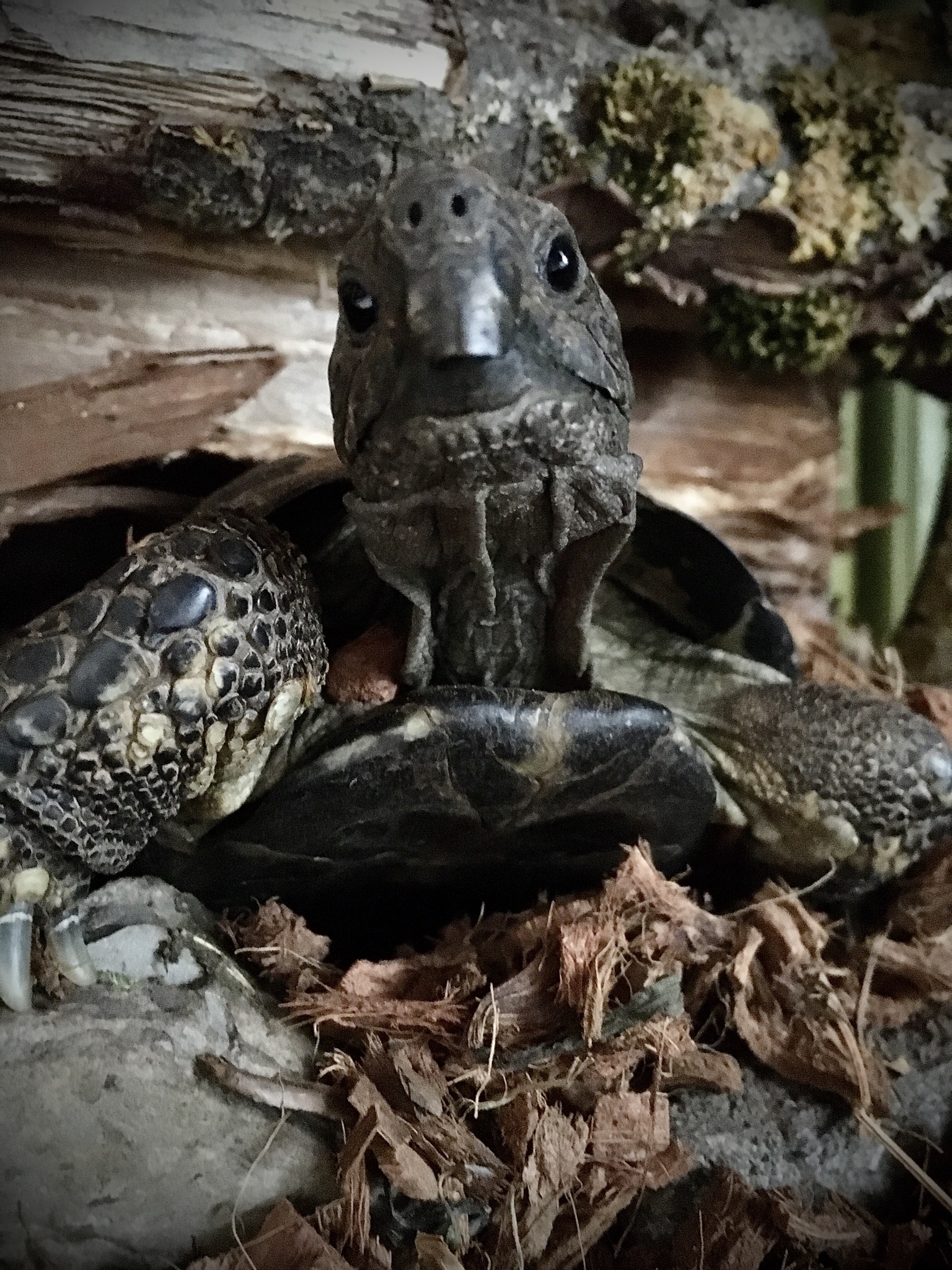 Neugierige Griechische Landschildkröte